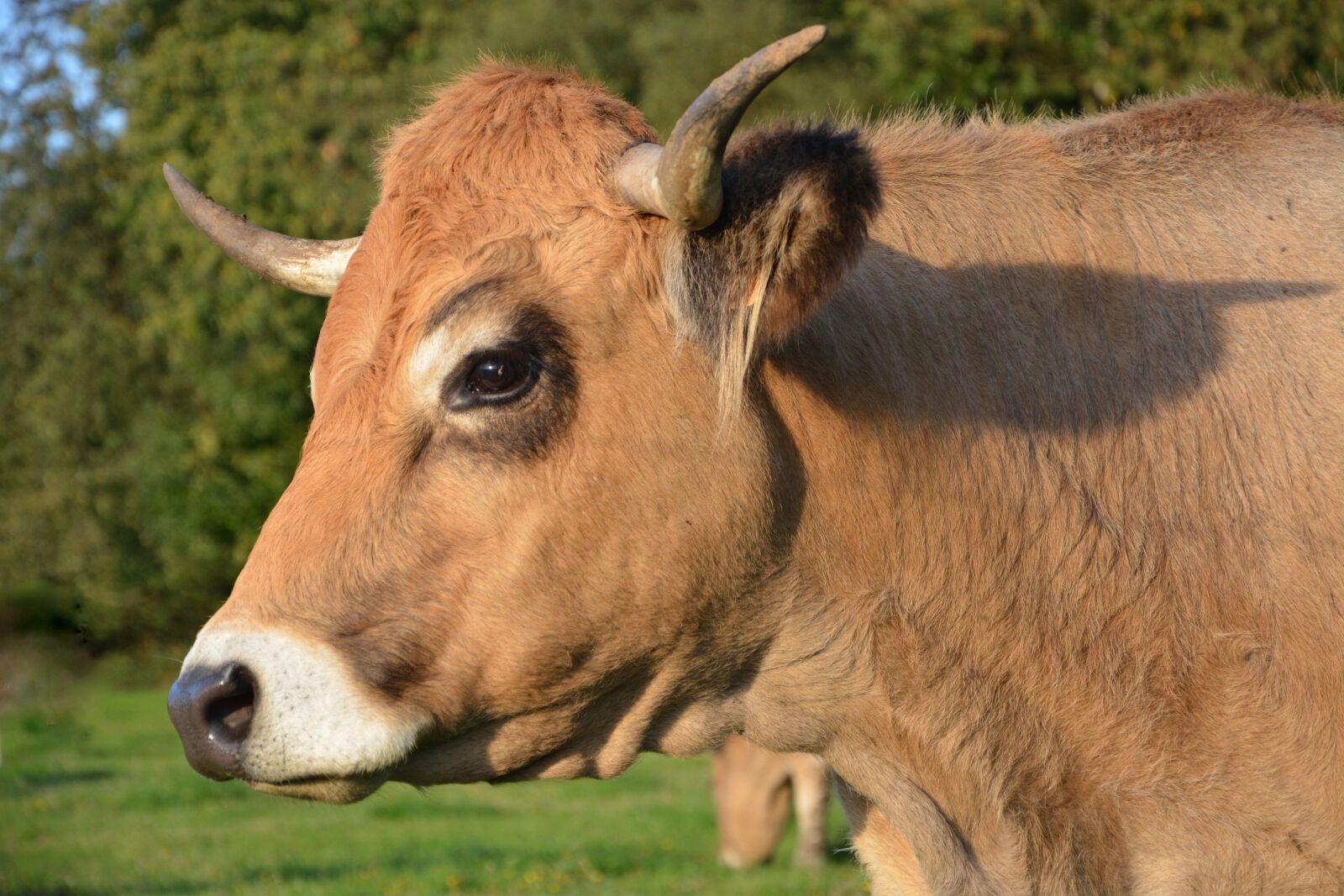 Nikon D5200 sample photo. Cow, cattle, ruminant photography