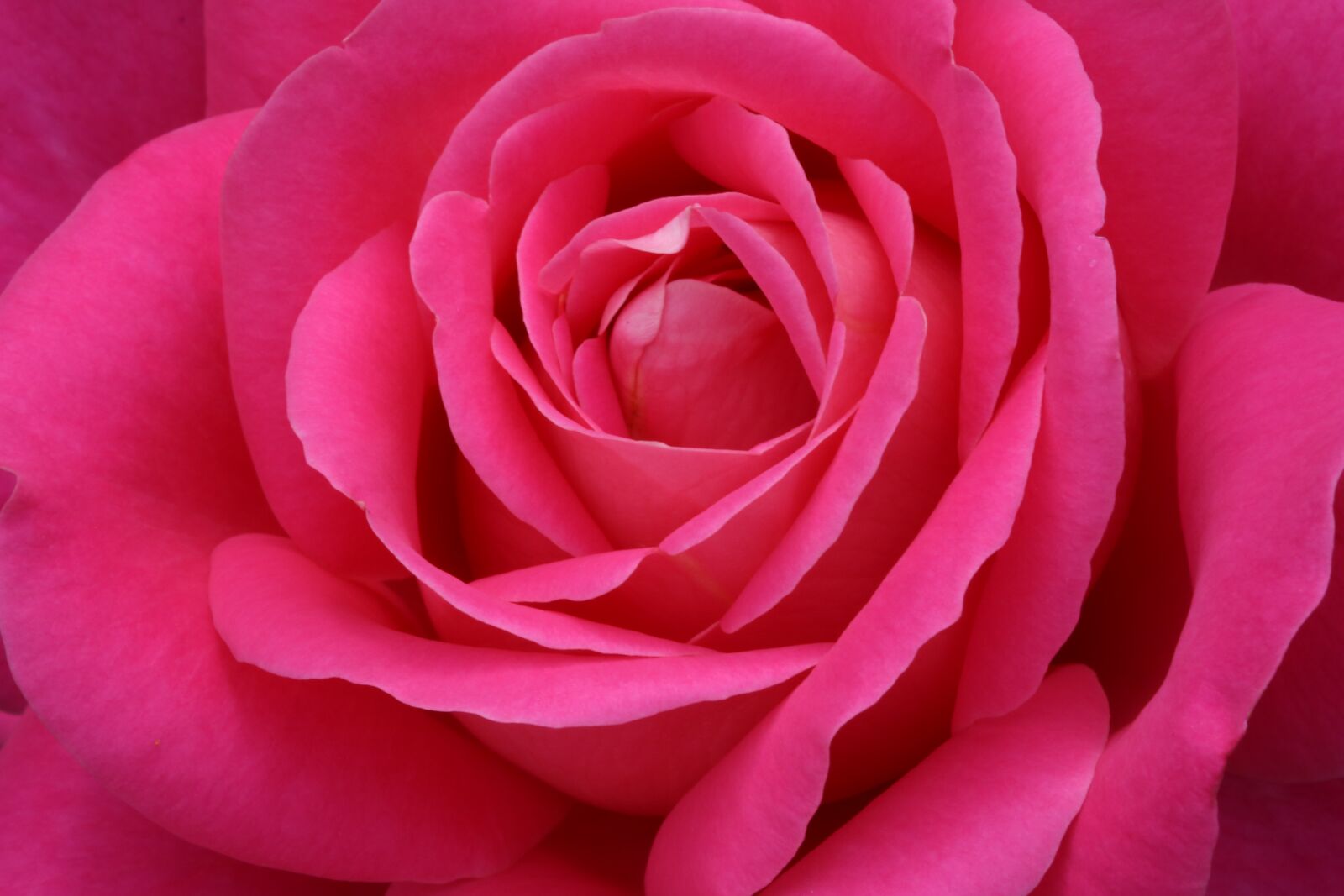 Canon EOS 750D (EOS Rebel T6i / EOS Kiss X8i) sample photo. Rose, rose festival, nature photography