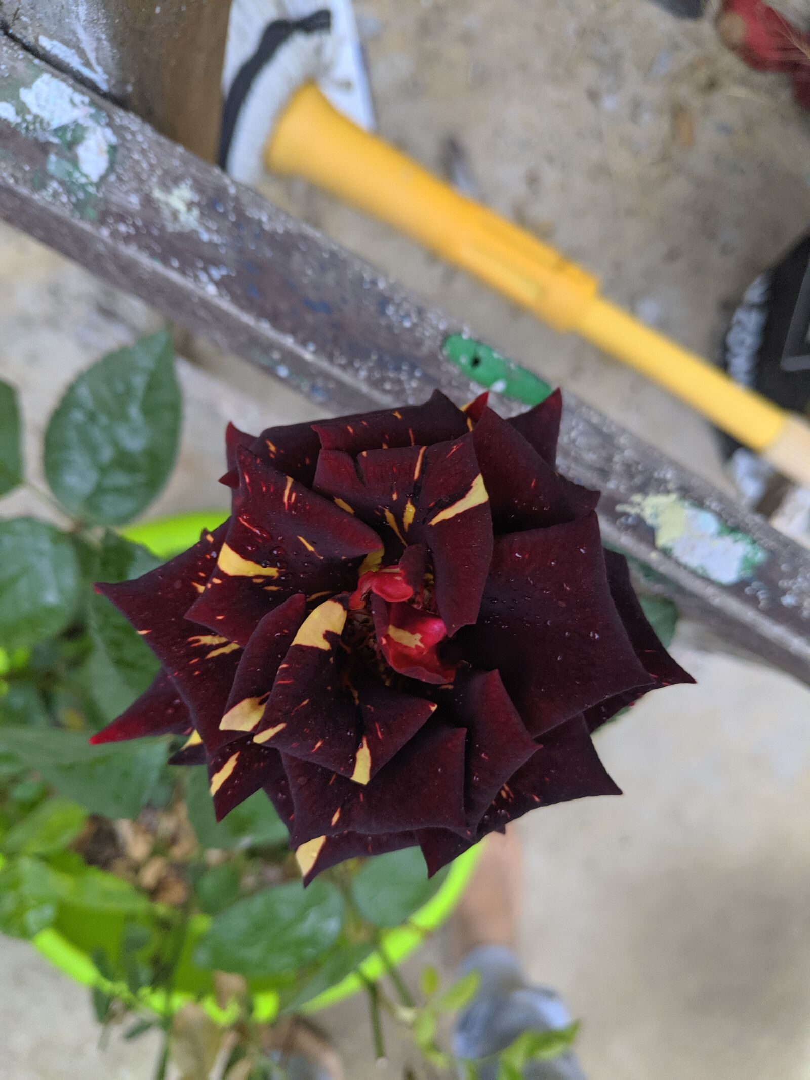 Xiaomi POCO F1 sample photo. Rose, red, blooming flowers photography