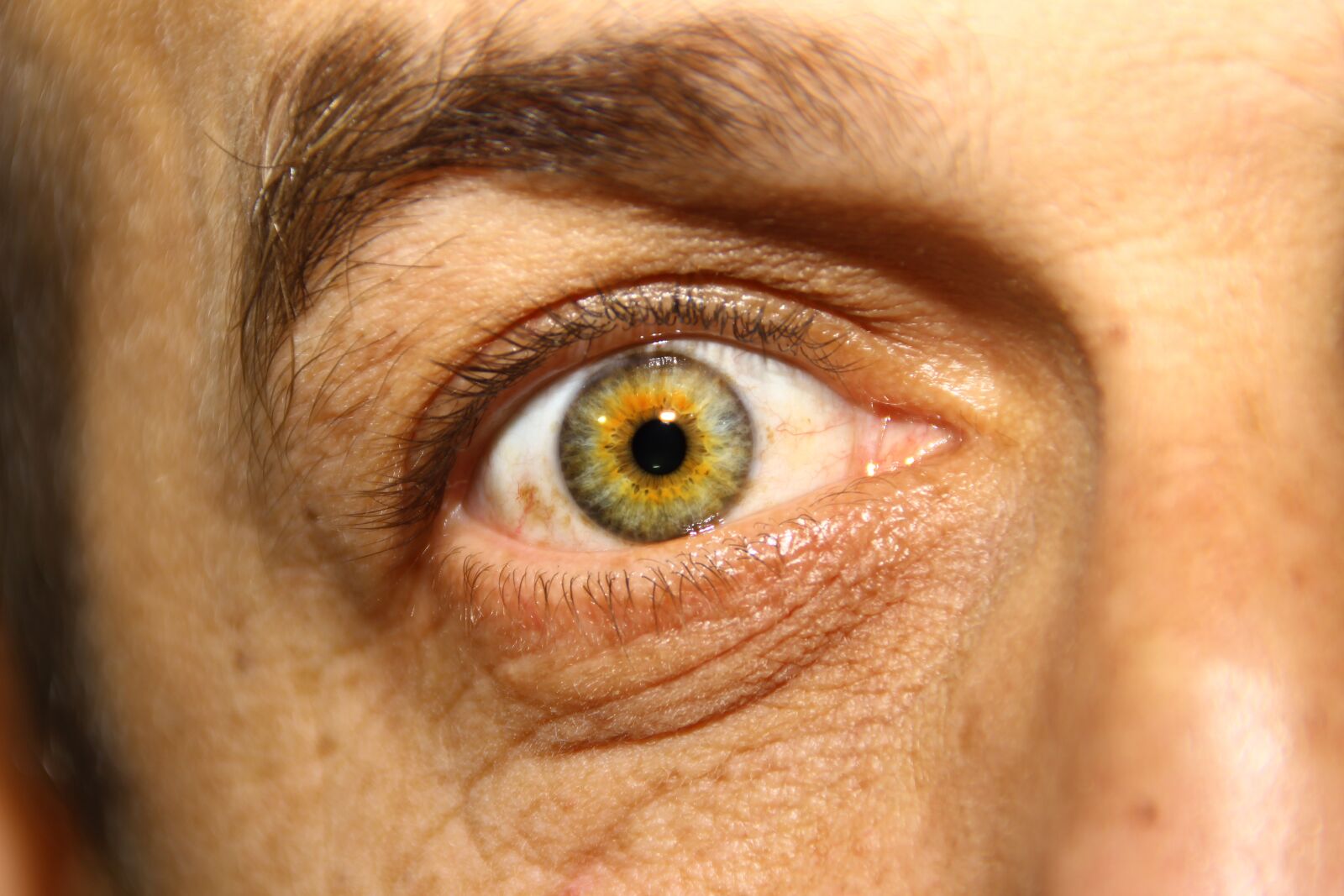 Canon EOS 600D (Rebel EOS T3i / EOS Kiss X5) sample photo. œil, eyes, iris photography