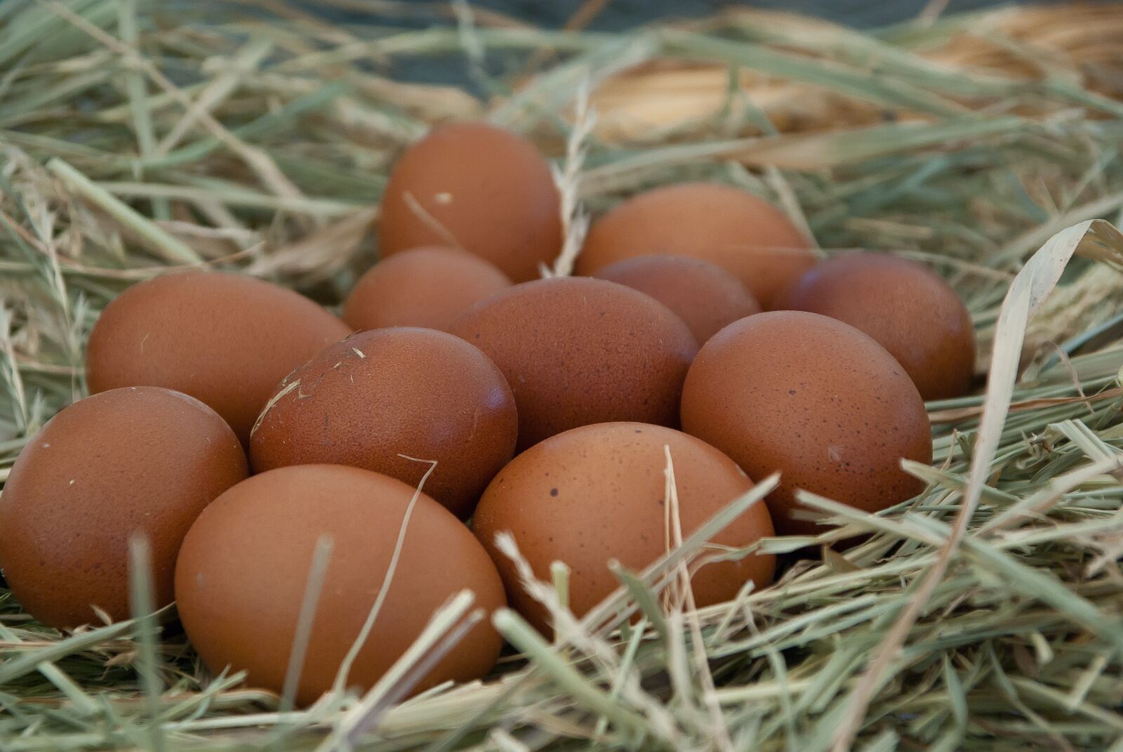 Pentax K10D sample photo. Eggs, straw, nest photography