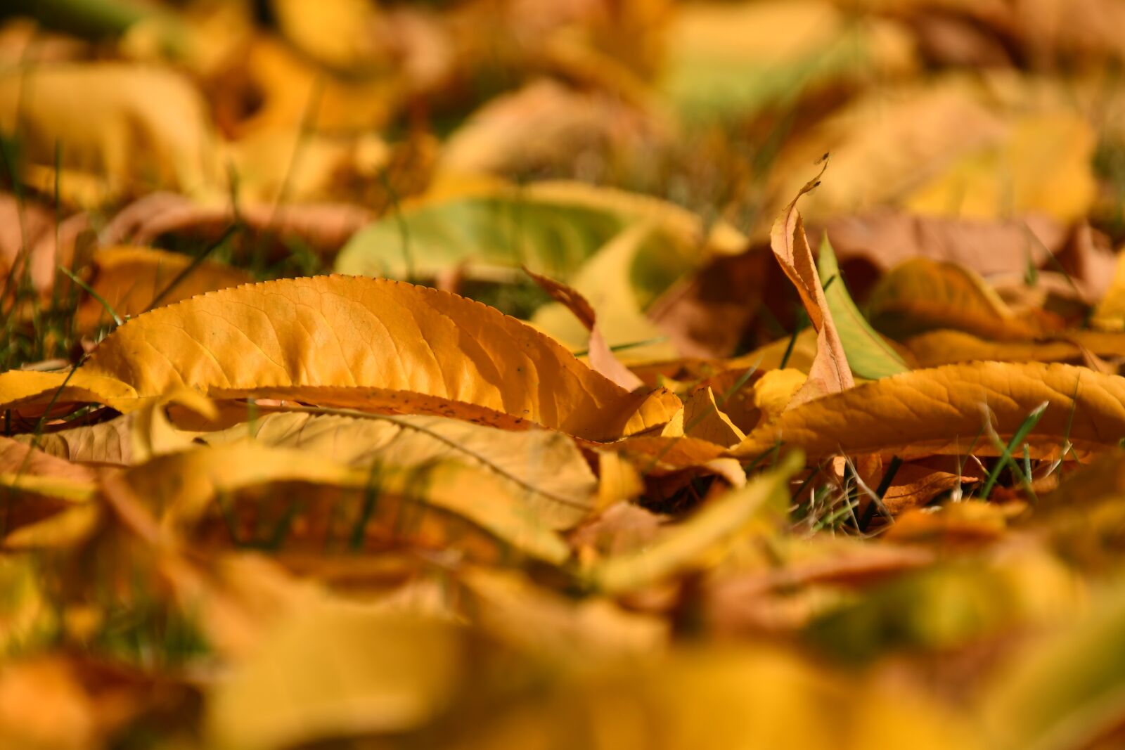 Nikon D7500 sample photo. Autumn, foliage, yellow photography