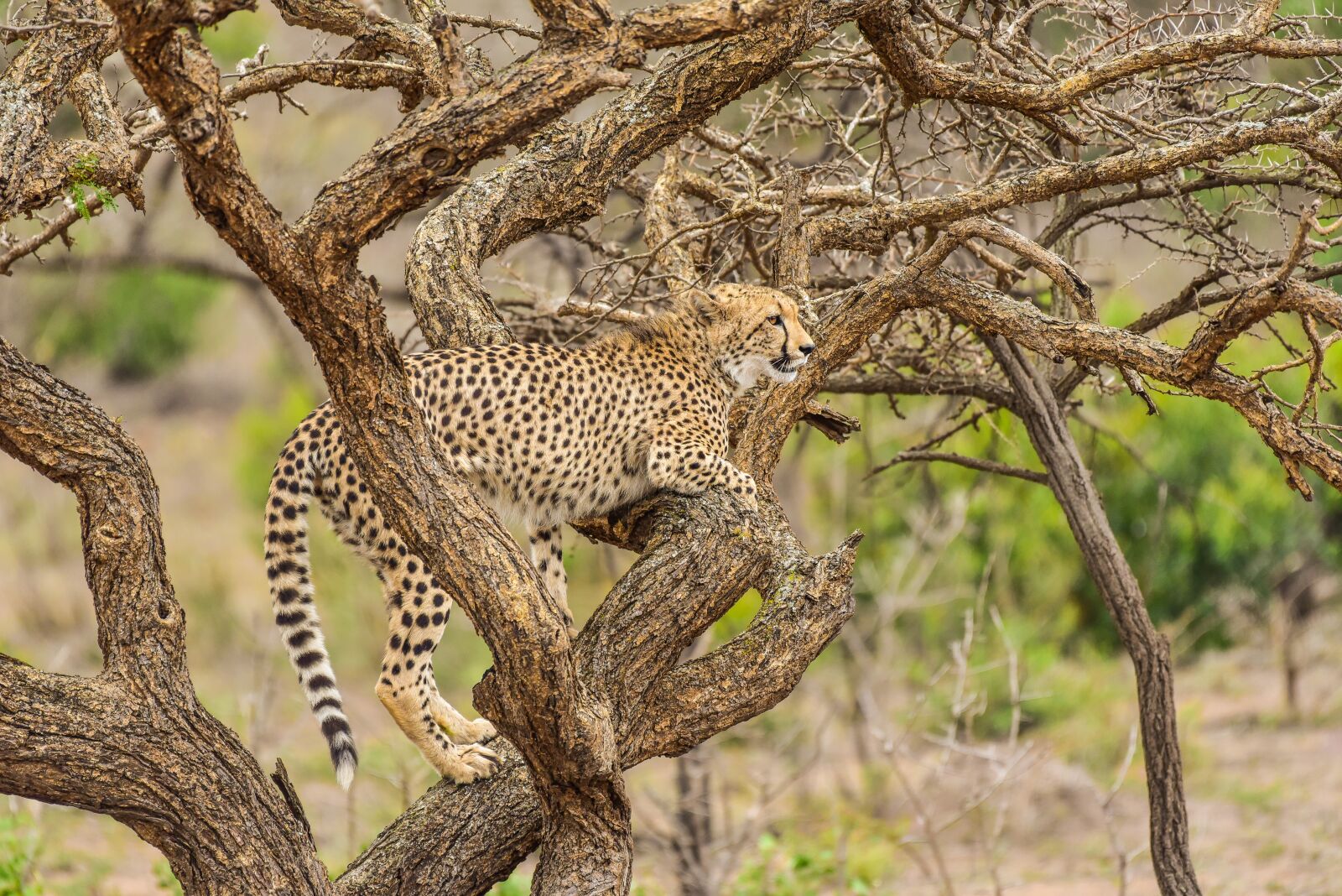 Nikon D750 sample photo. Cheetah, phinda, south africa photography