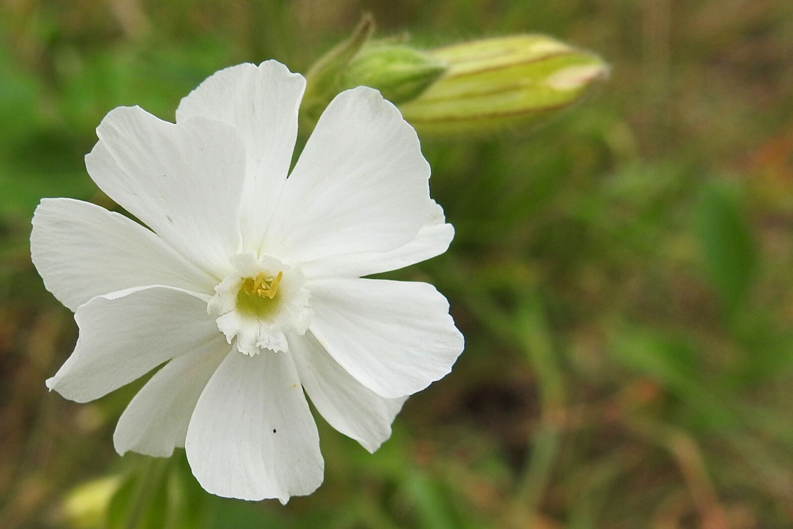 Nikon Coolpix P900 sample photo. White lichtnelke, white nachtnelke photography