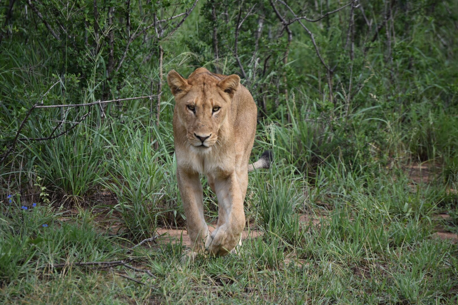 Nikon D3500 sample photo. Lion, carnivore, predator photography