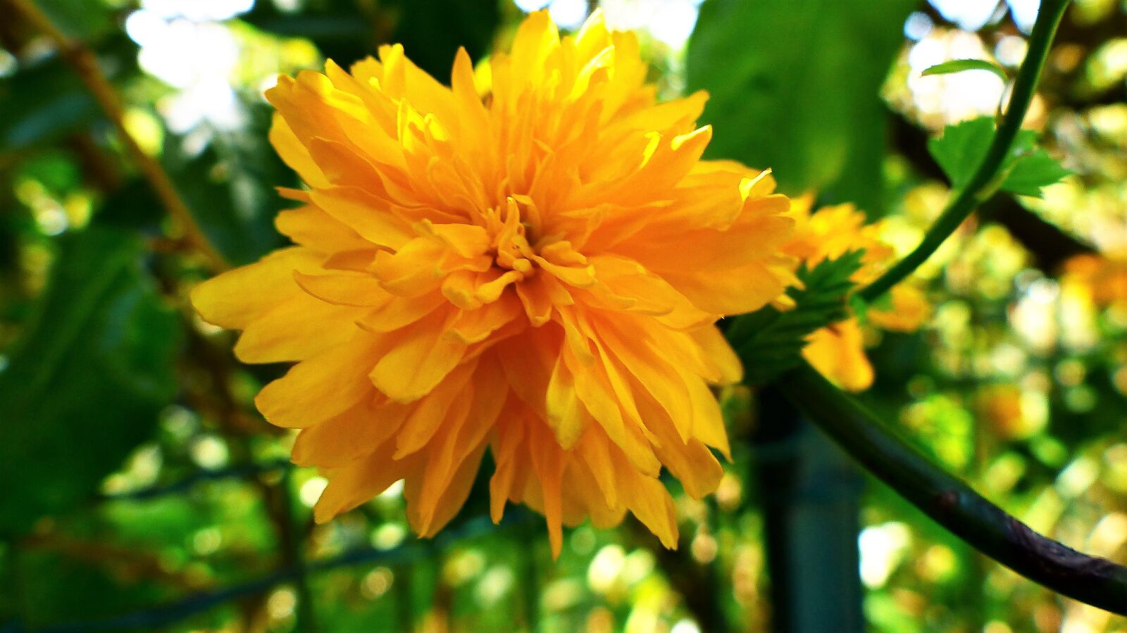Panasonic Lumix DMC-FZ200 sample photo. Nature, plant, flower photography