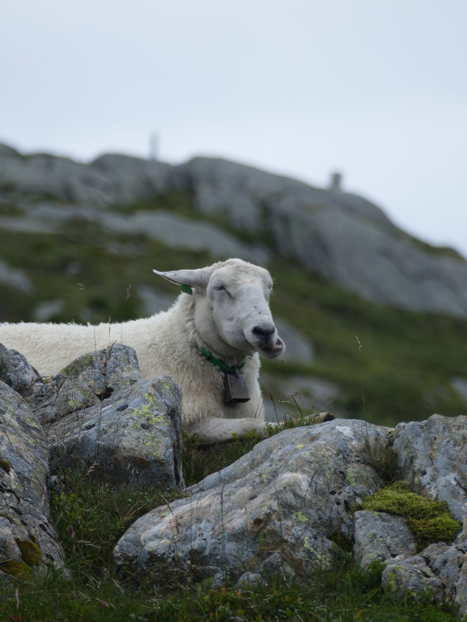 Panasonic Lumix DMC-FZ1000 sample photo. Mountain sheep, wool, chew photography