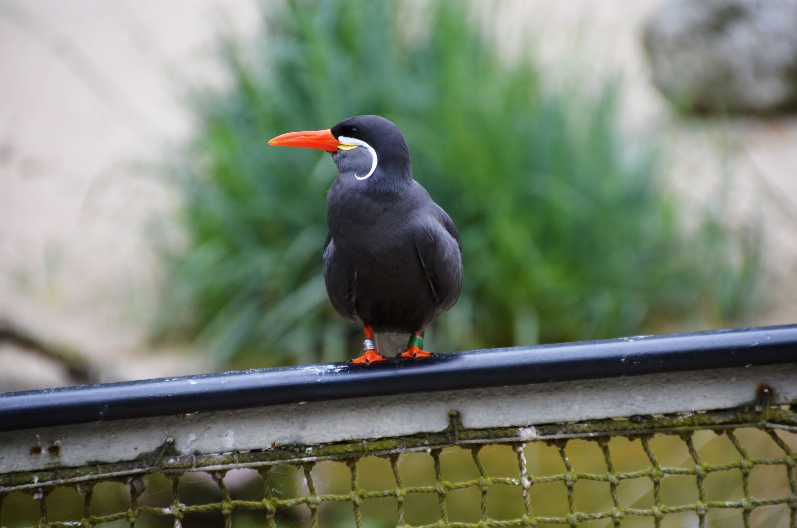 Nikon D5100 sample photo. Inca tern, larosterna inca photography