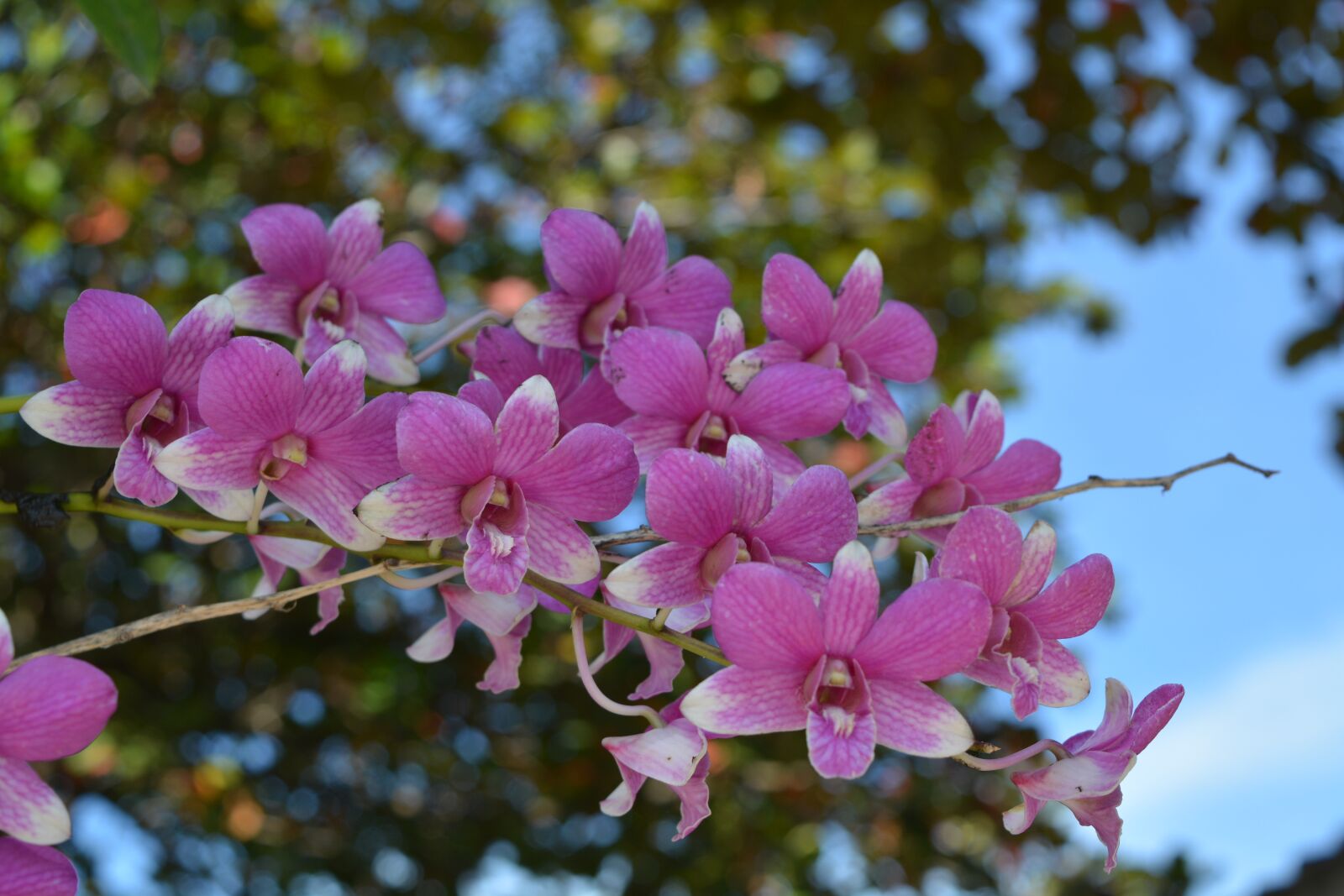 Nikon D7100 sample photo. Orchid, thai orchid, flower photography