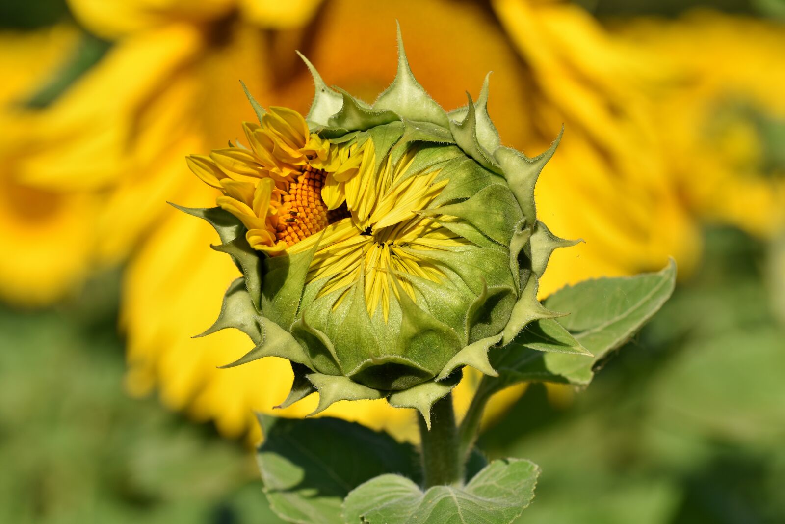 Nikon D7200 sample photo. Sunflower, bud, blossom photography
