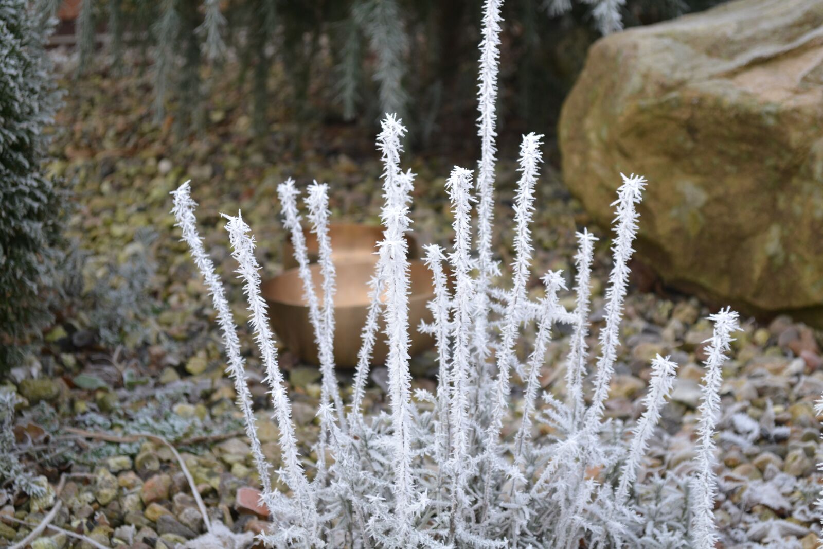 Nikon D3100 sample photo. Frost, winter, nature photography