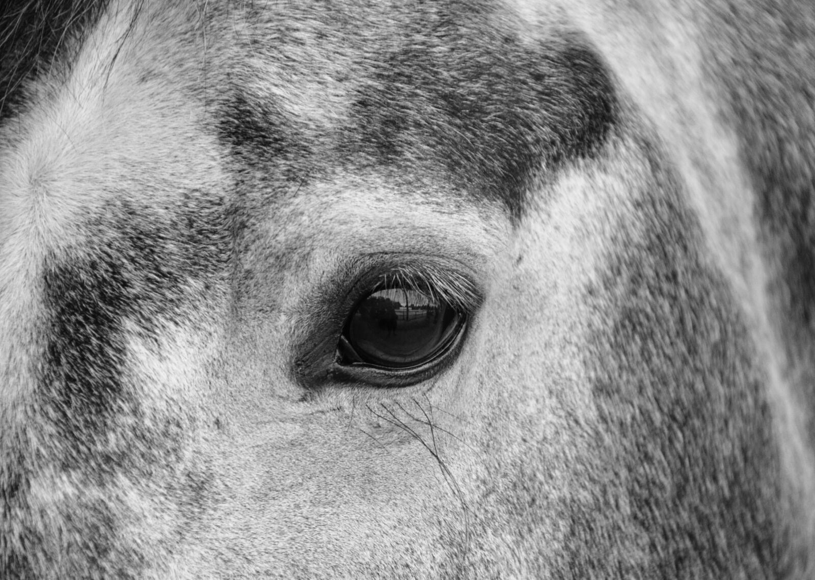 Nikon D5200 sample photo. Horse, il, photo black photography