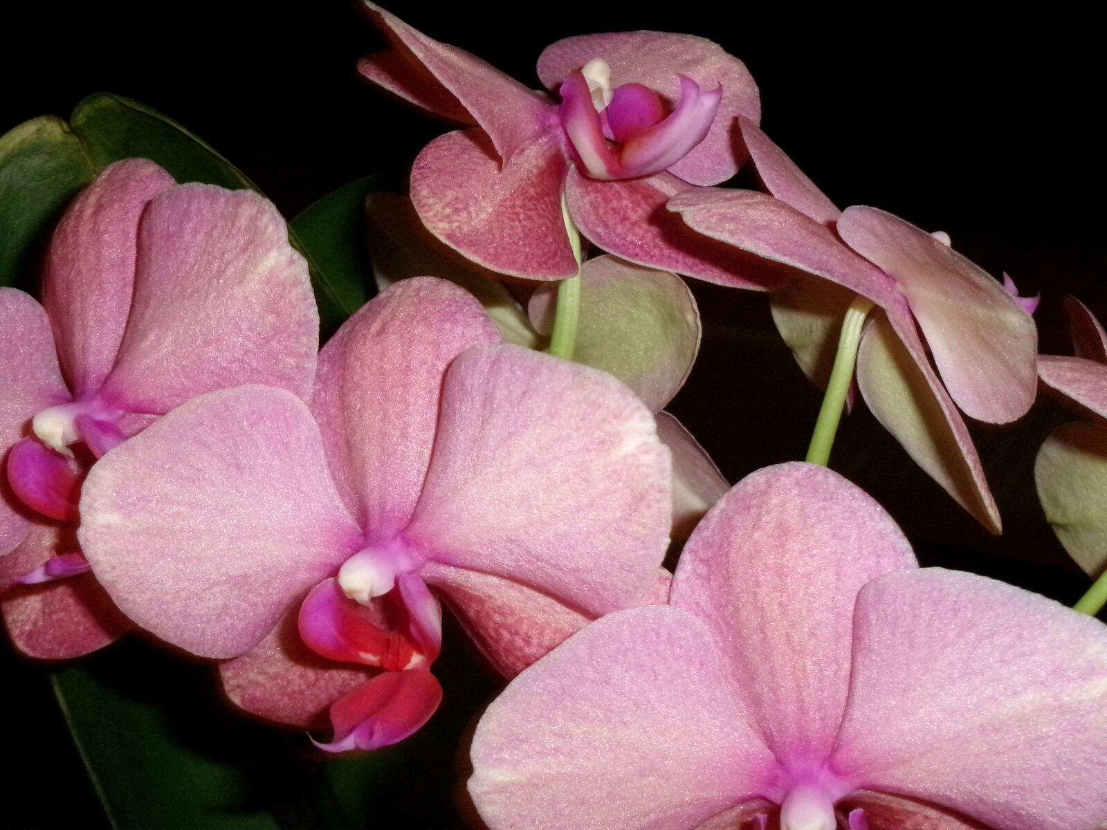 JK KODAK PIXPRO FZ55 sample photo - vV7twsVN67 - ExploreCams