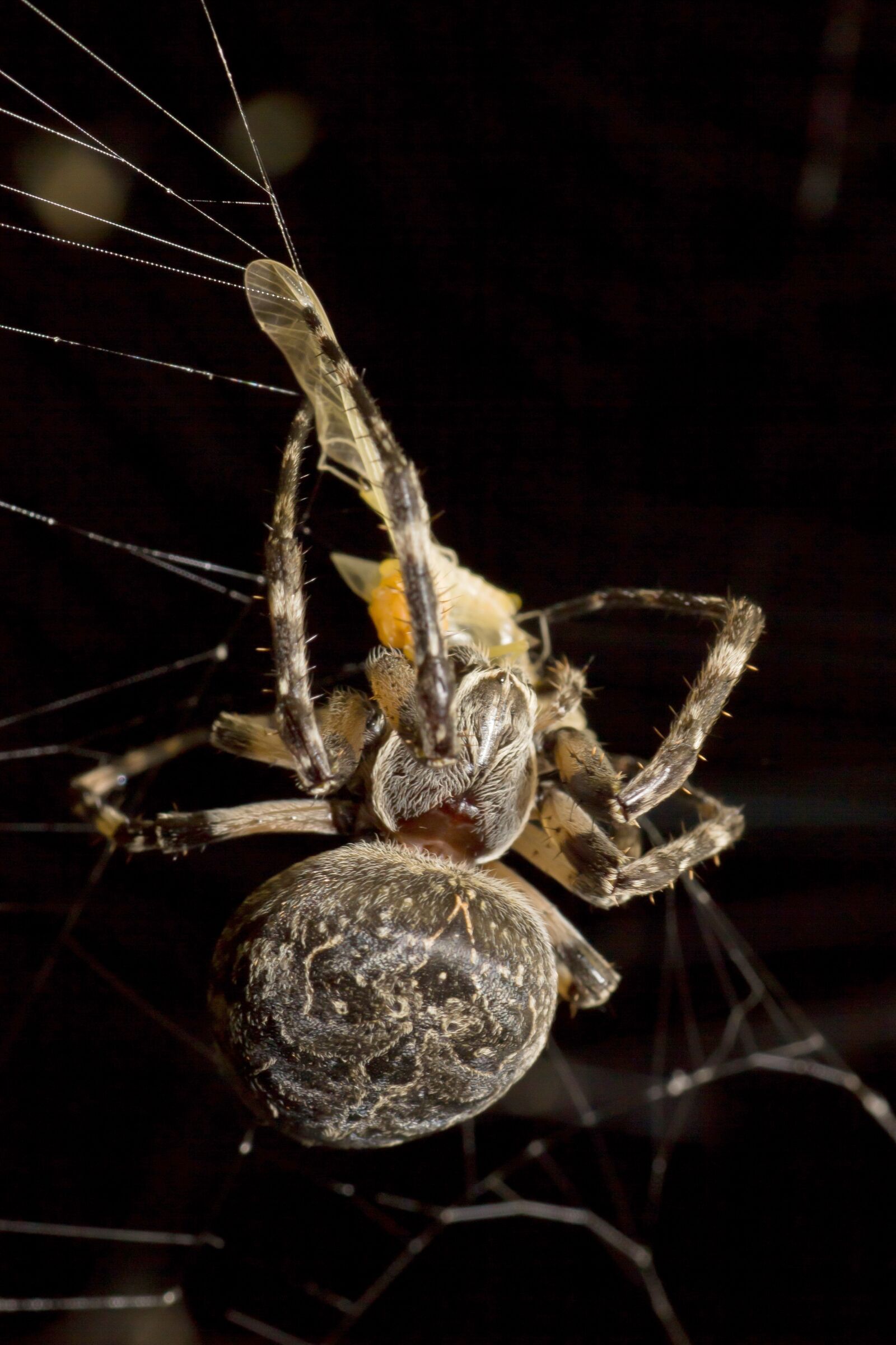 Canon EOS 550D (EOS Rebel T2i / EOS Kiss X4) sample photo. Spider, araneus, prey photography