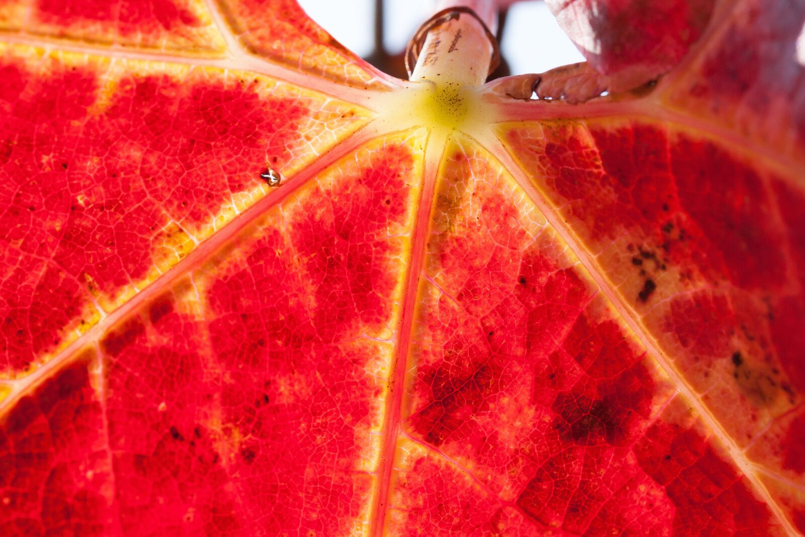 Canon EOS 50D sample photo. Wine, leaf, wine harvest photography