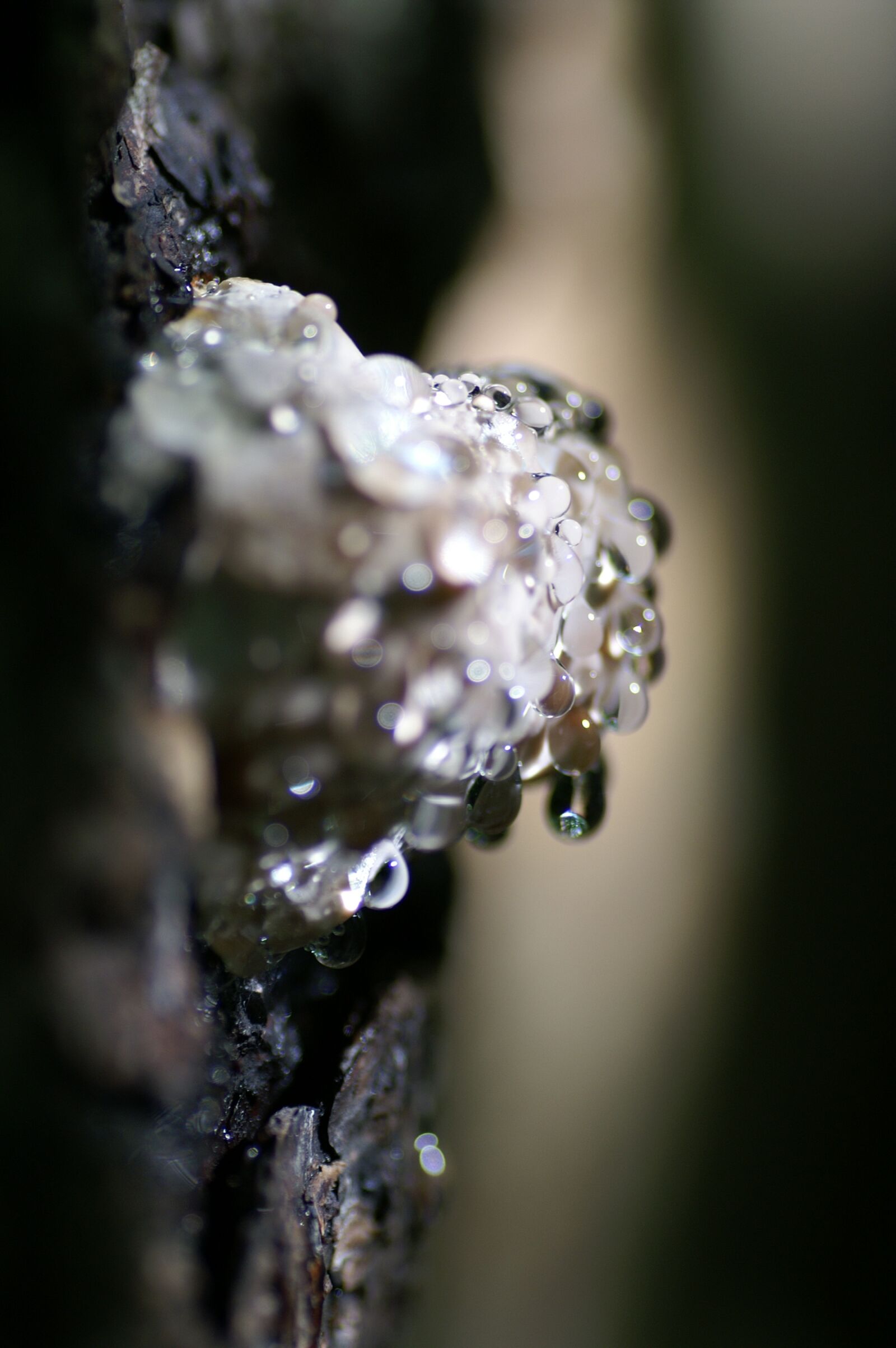 KONICA MINOLTA DYNAX 5D sample photo. Klibbticka, mushroom, ticking photography