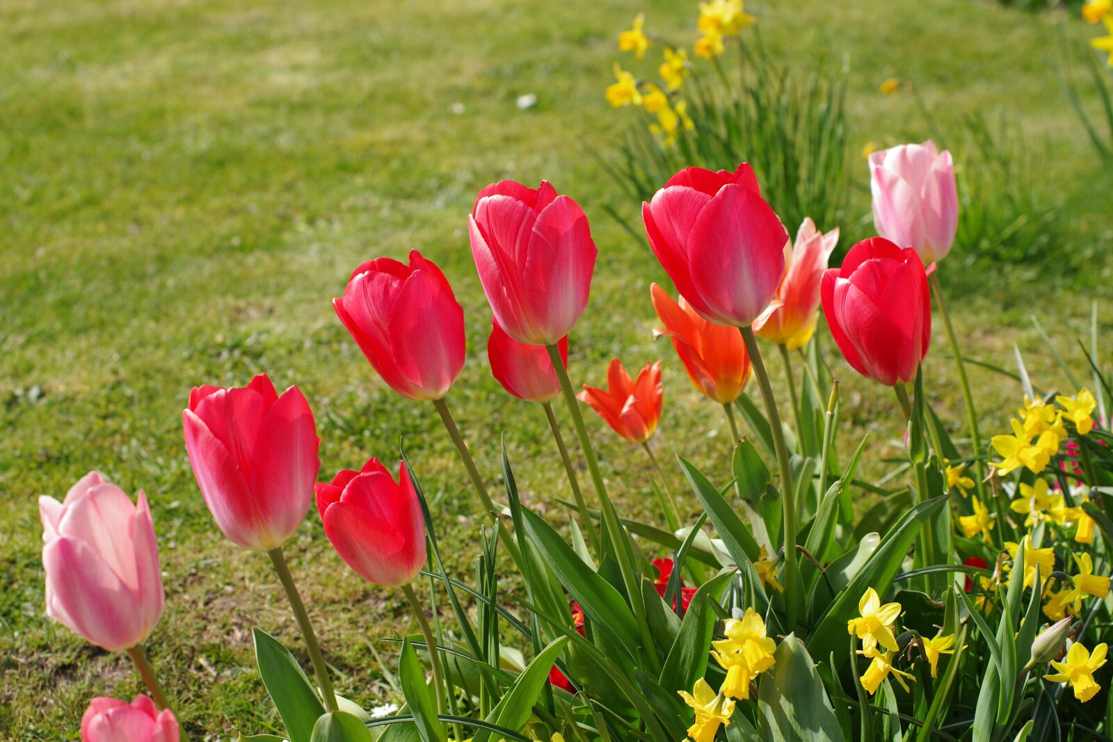 Pentax K-70 sample photo. Tulips, garden, flowers photography