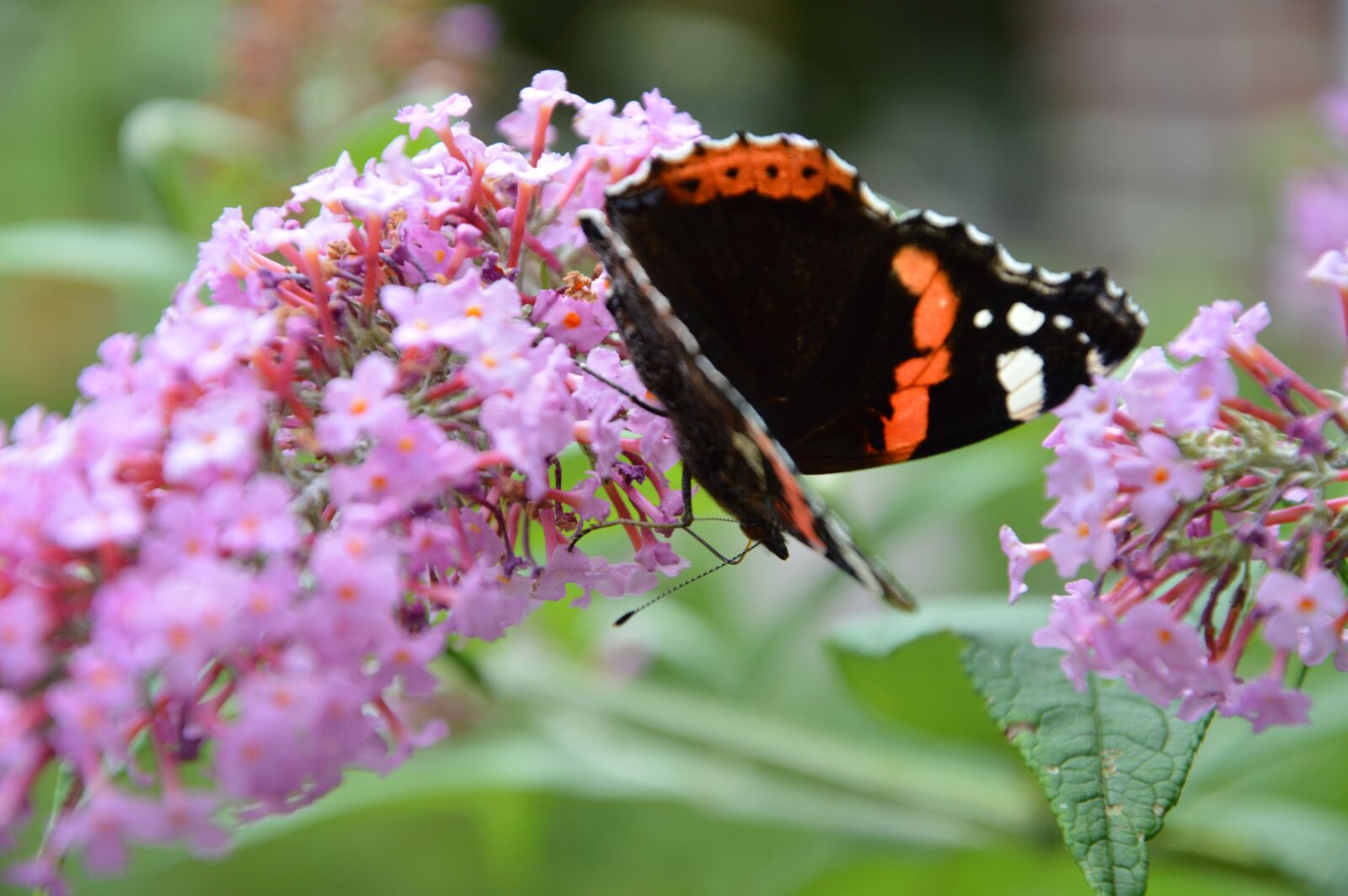 Nikon D3200 sample photo. Plant, flower, spring photography