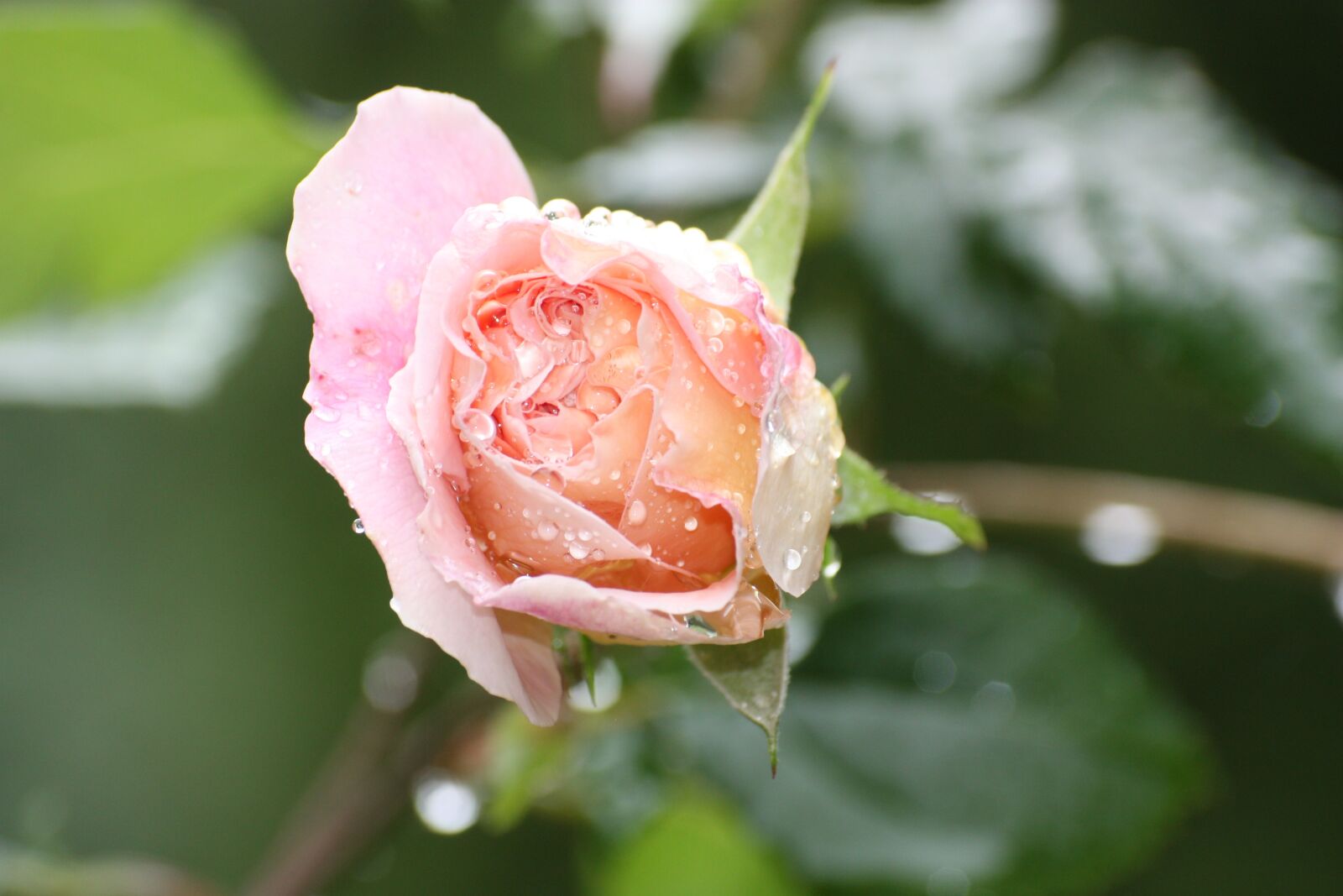 Canon EOS 450D (EOS Rebel XSi / EOS Kiss X2) sample photo. Rose, pink, pink rose photography