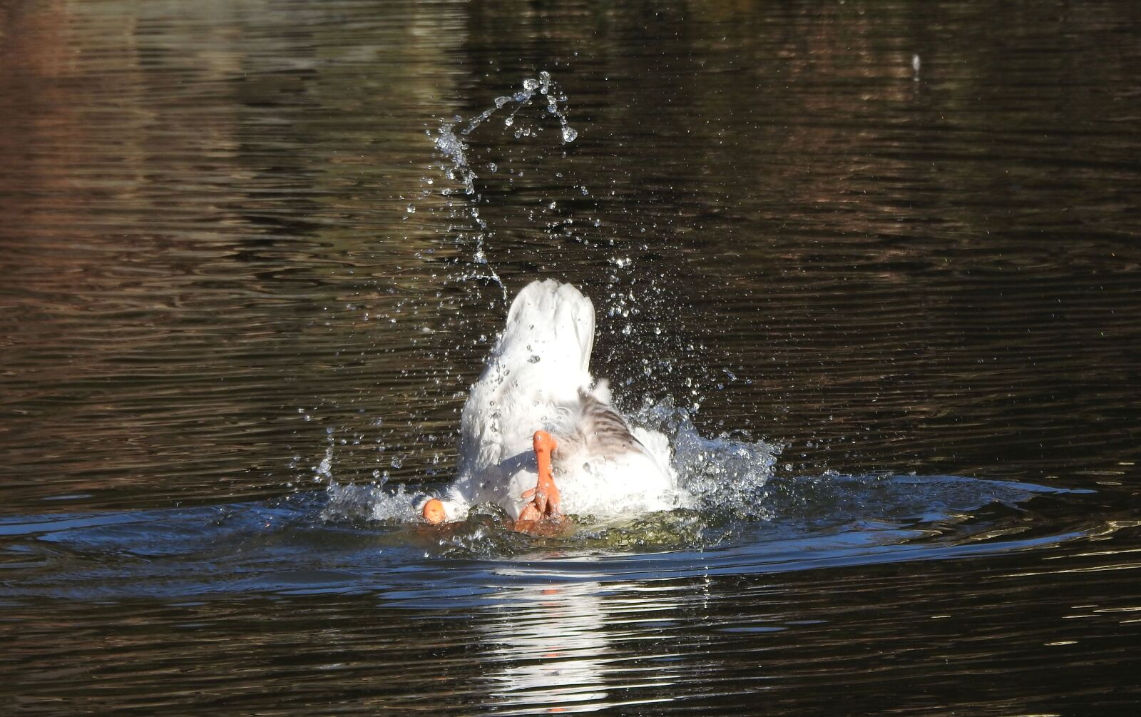 Nikon Coolpix P900 sample photo. Goose, keep a cool photography