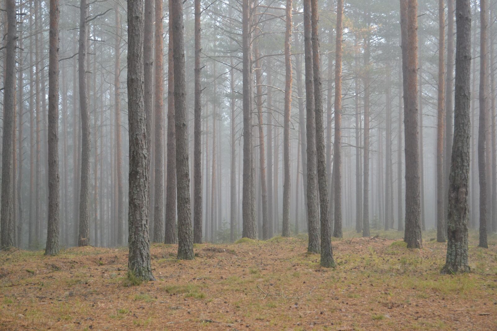Nikon D3100 sample photo. Forest, fog, magic photography