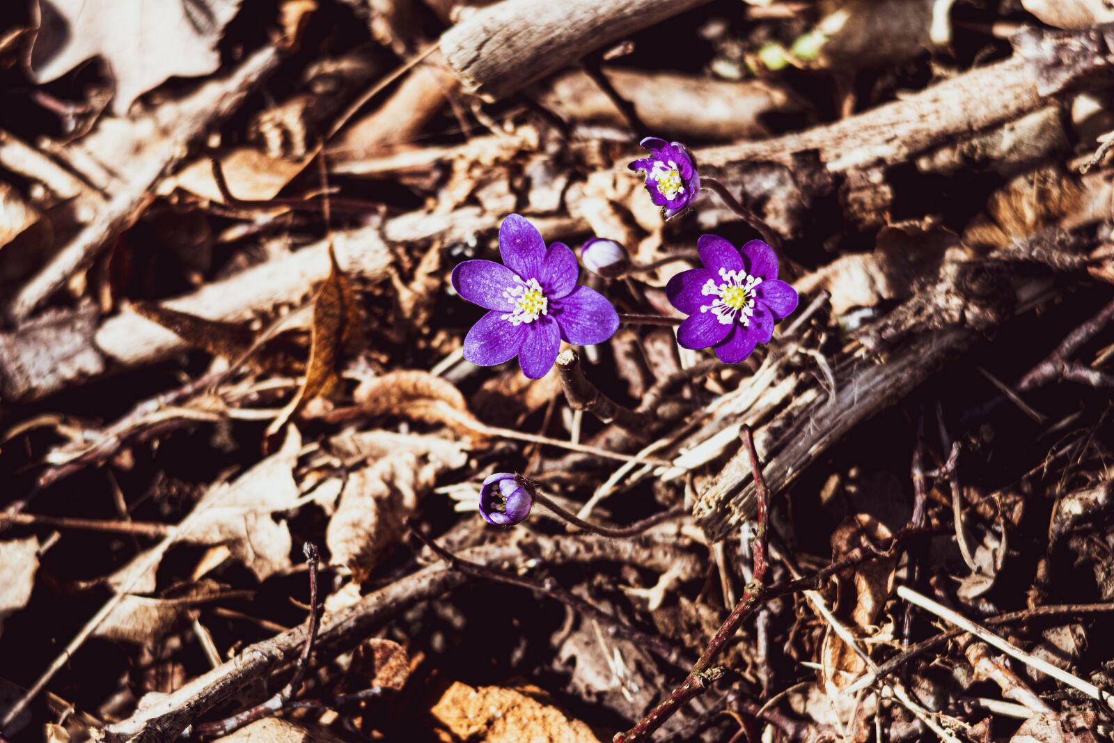 Canon PowerShot G7 X Mark II sample photo. Hepatica, flower, spring photography
