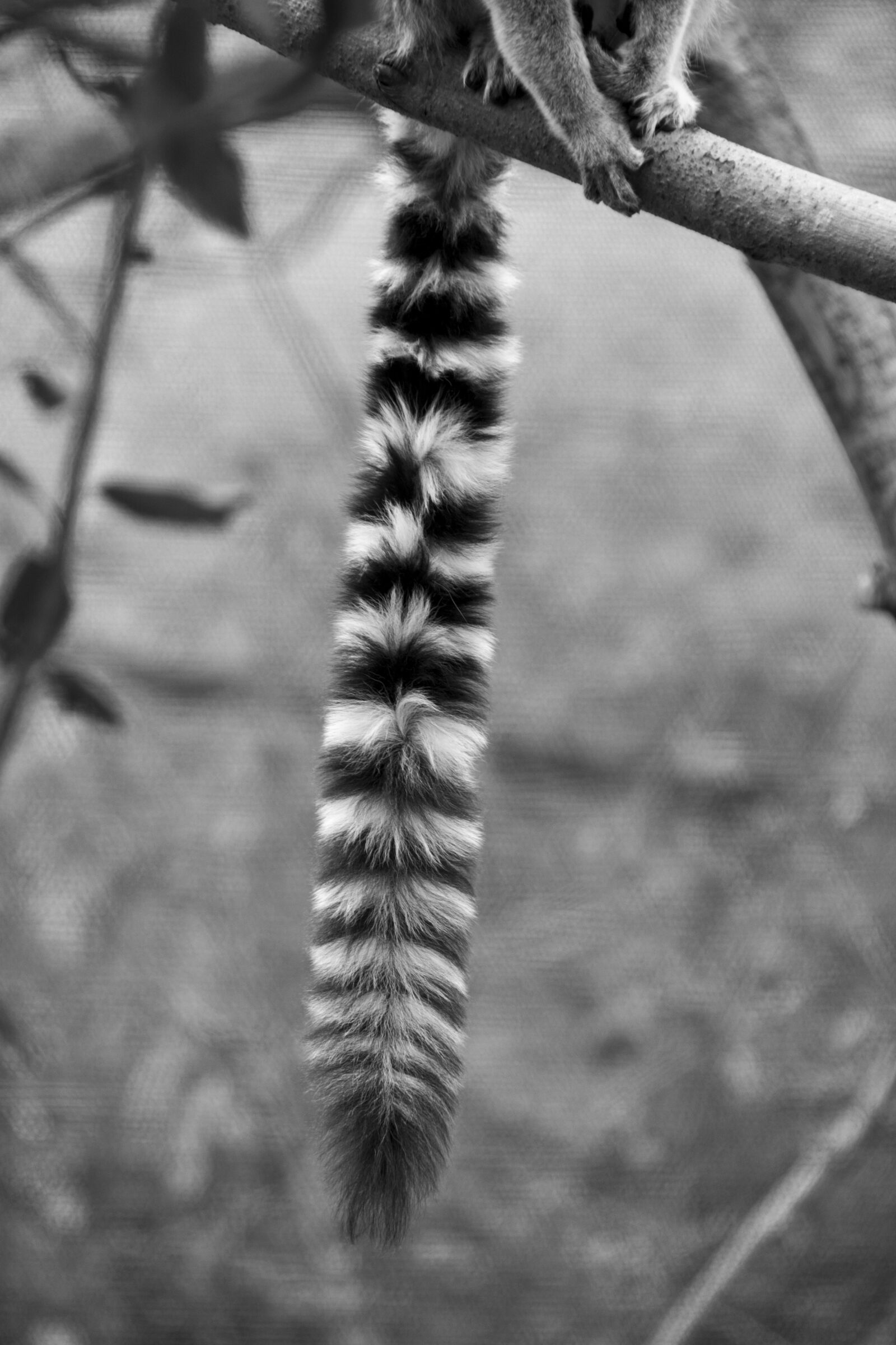 Nikon D7100 sample photo. Lemur, tail, london zoo photography