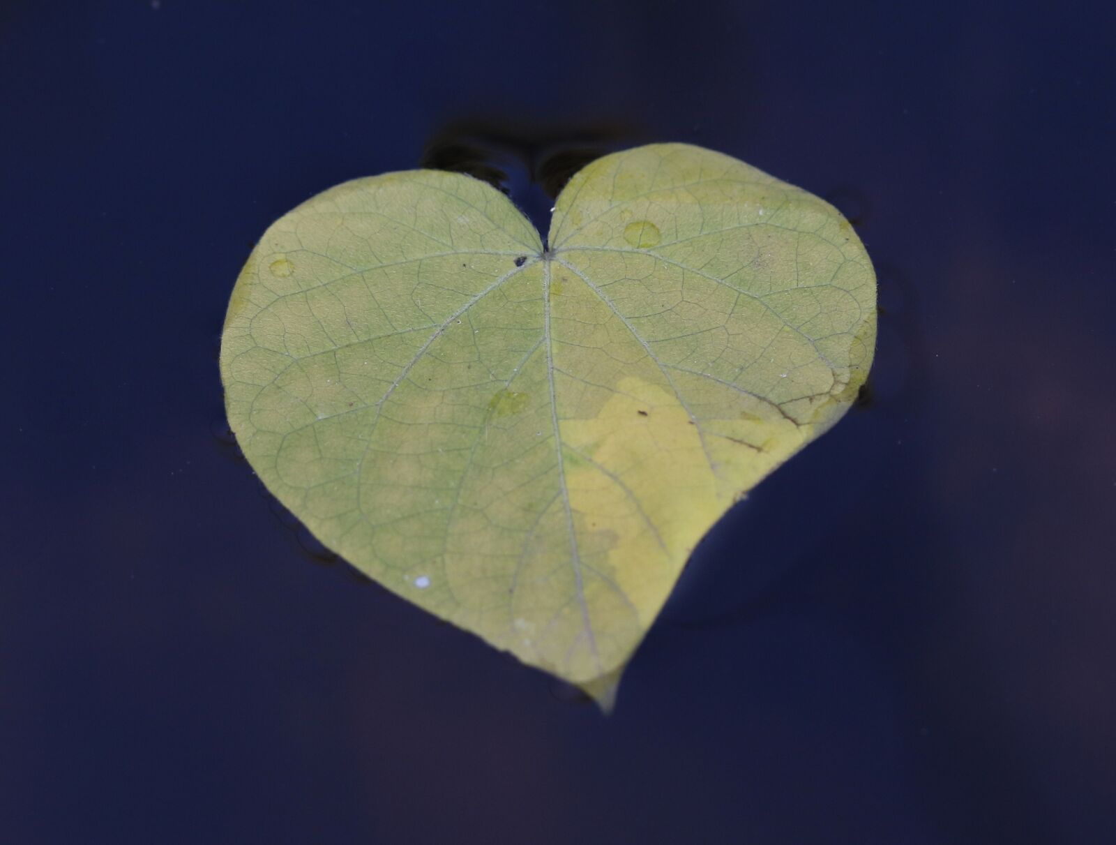 Canon EF-S 60mm F2.8 Macro USM sample photo. Leaf, heart, form photography