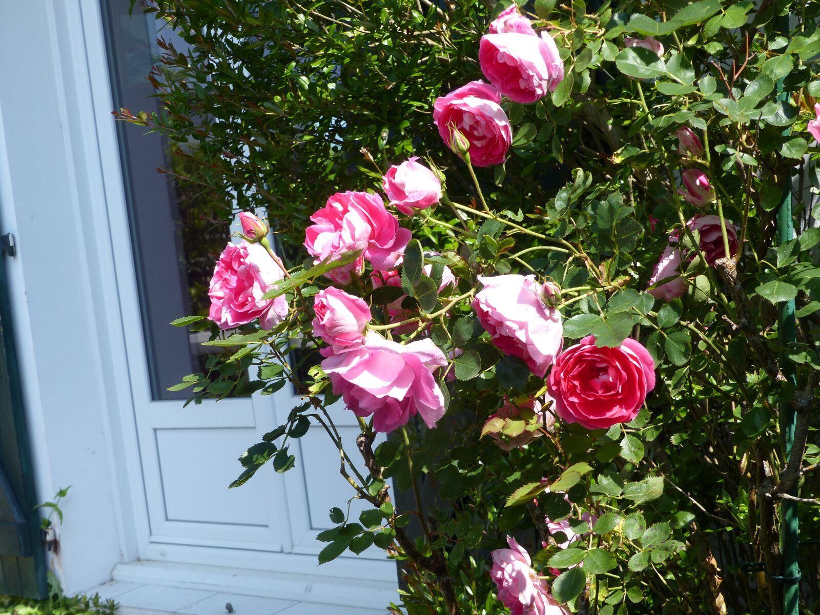 Panasonic Lumix DMC-FZ200 sample photo. Roses, spring, garden photography