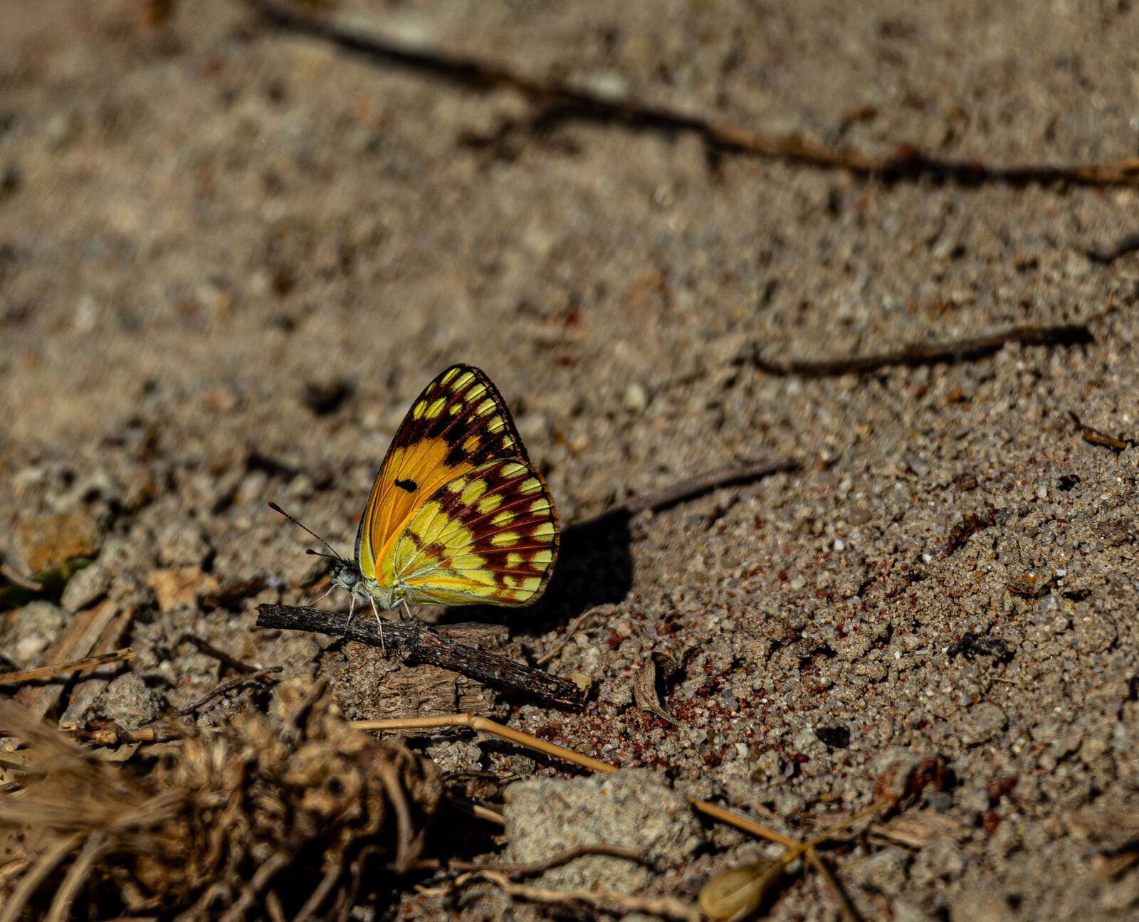 Canon EOS R6 II sample photo