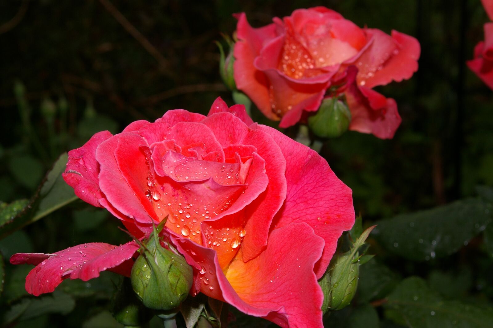 Pentax *ist DL2 sample photo. Rose, albrecht d rer photography