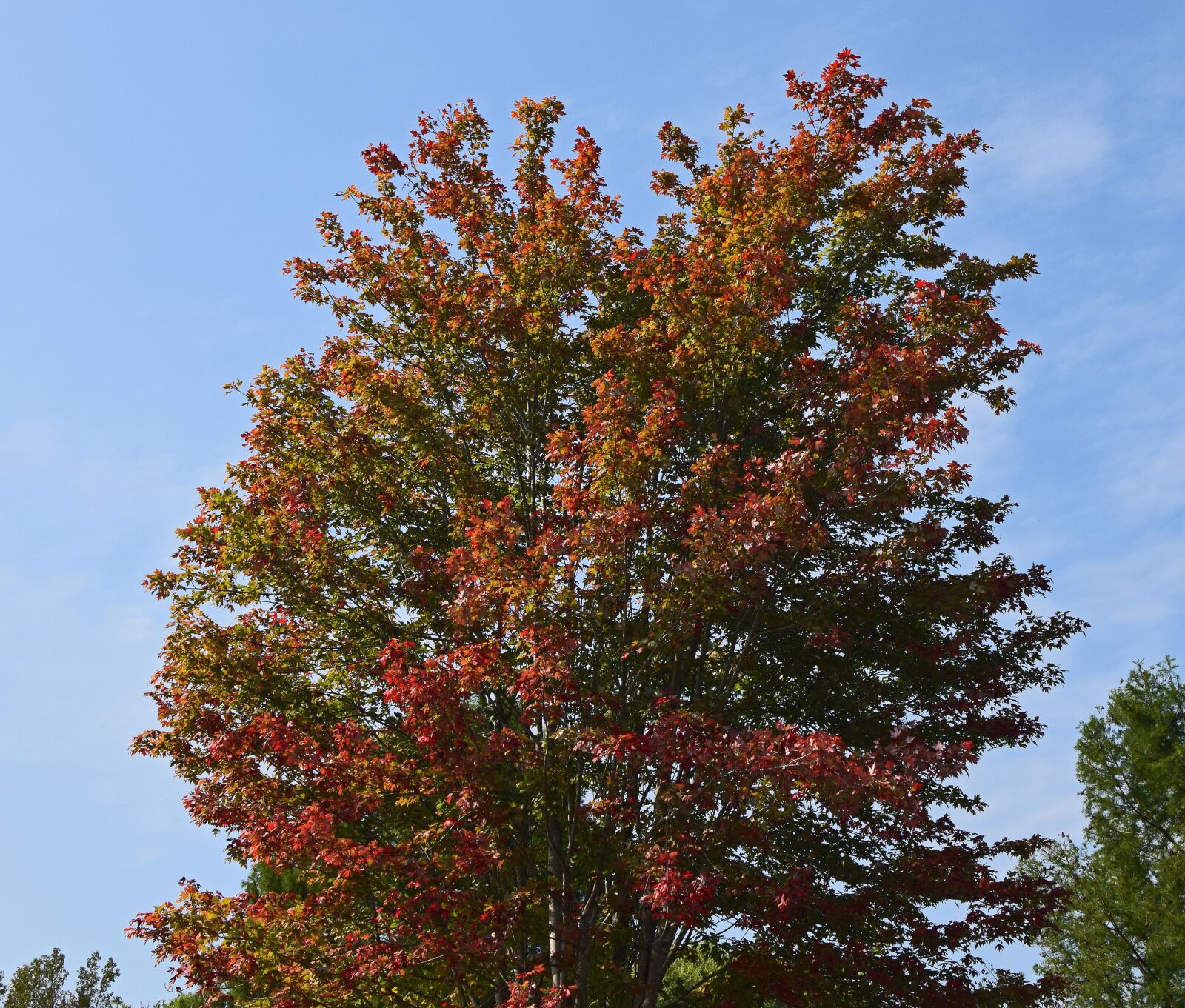 Nikon D3300 sample photo. Maple tree turning, maple photography