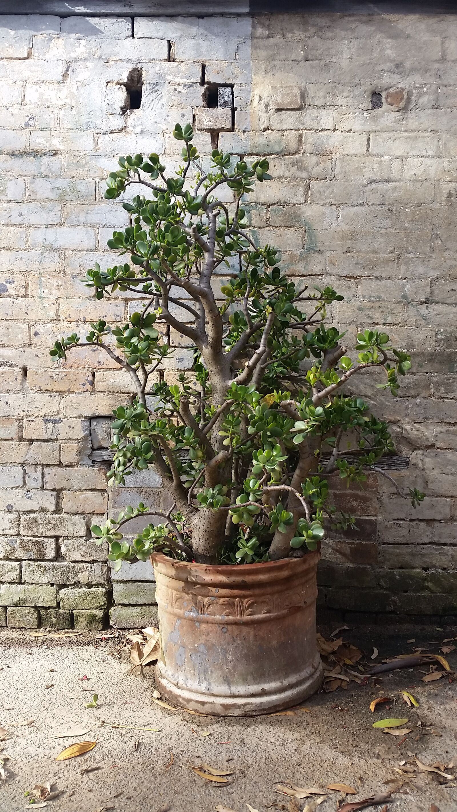 Samsung Galaxy S5 sample photo. Crassula ovata, potted plant photography