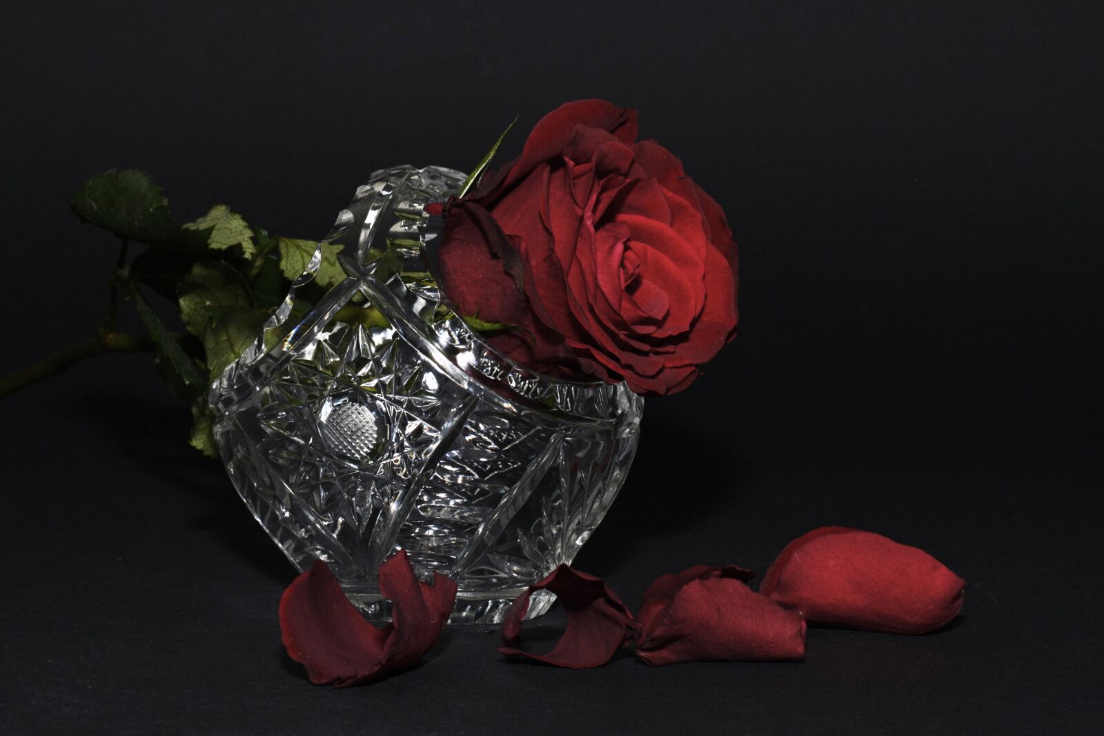 Nikon D7100 sample photo. Rose, red rose, rose photography