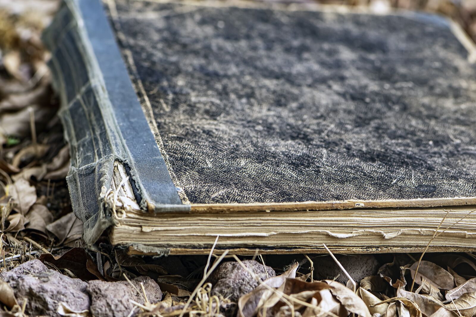Nikon D5600 sample photo. Book, book day, paper photography