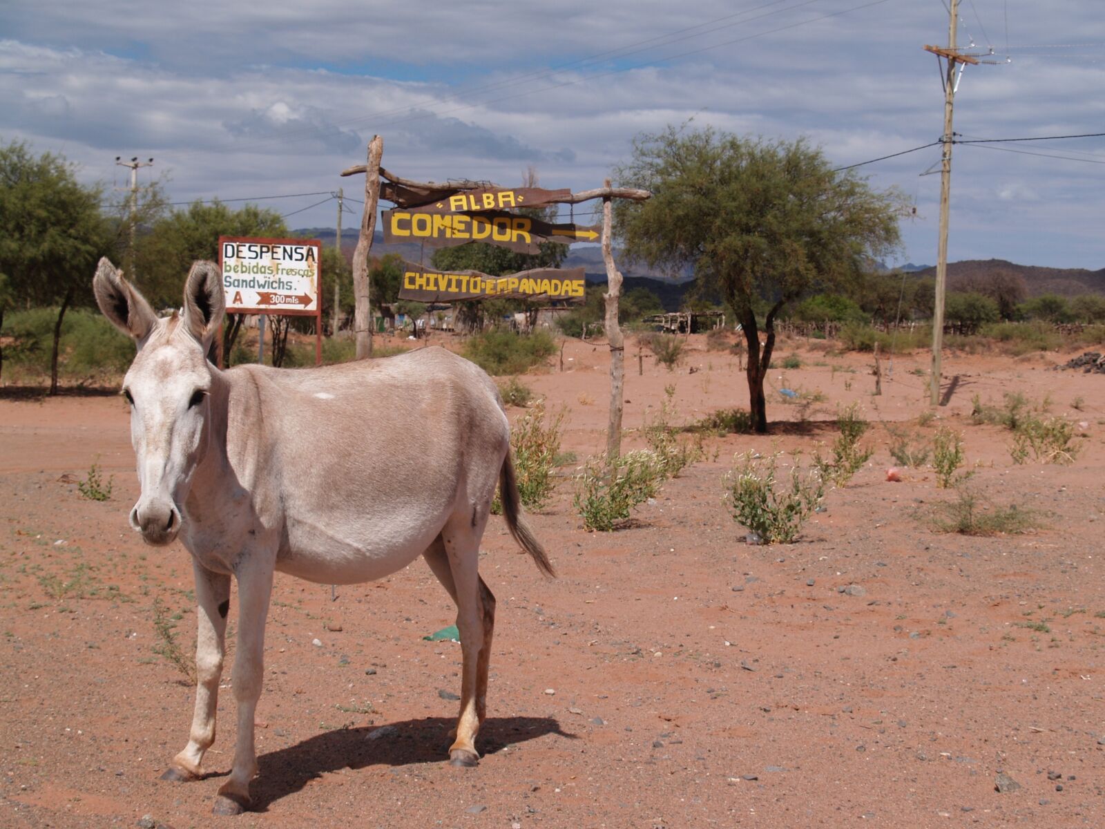 Olympus E-300 (EVOLT E-300) sample photo. Donkey, desert, argentine photography