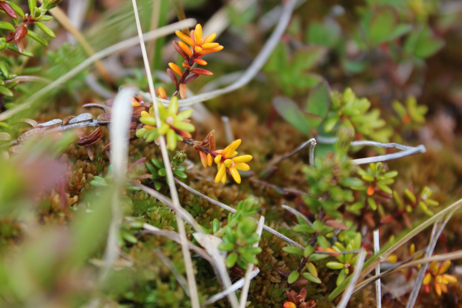 Canon EOS 550D (EOS Rebel T2i / EOS Kiss X4) sample photo. Moss, lichen, plant photography
