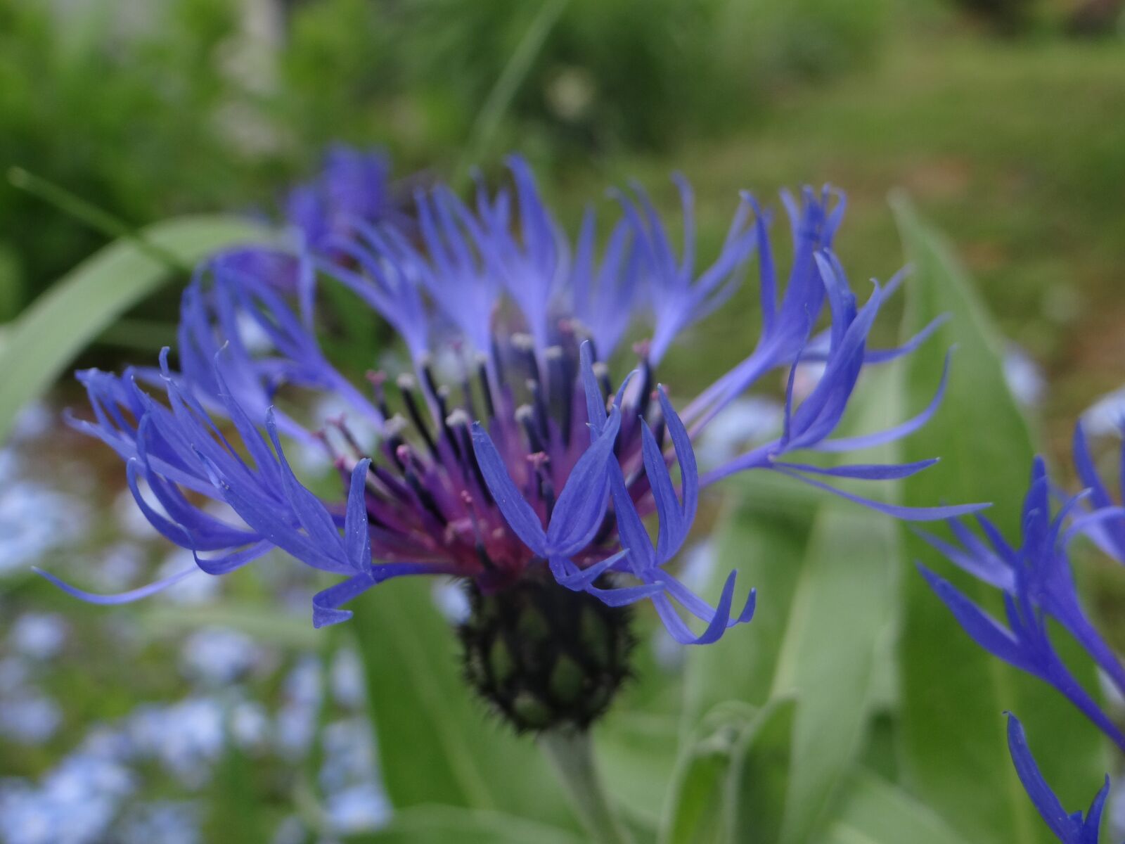Sony DSC-HX200V sample photo. Flower, flowers, violet photography