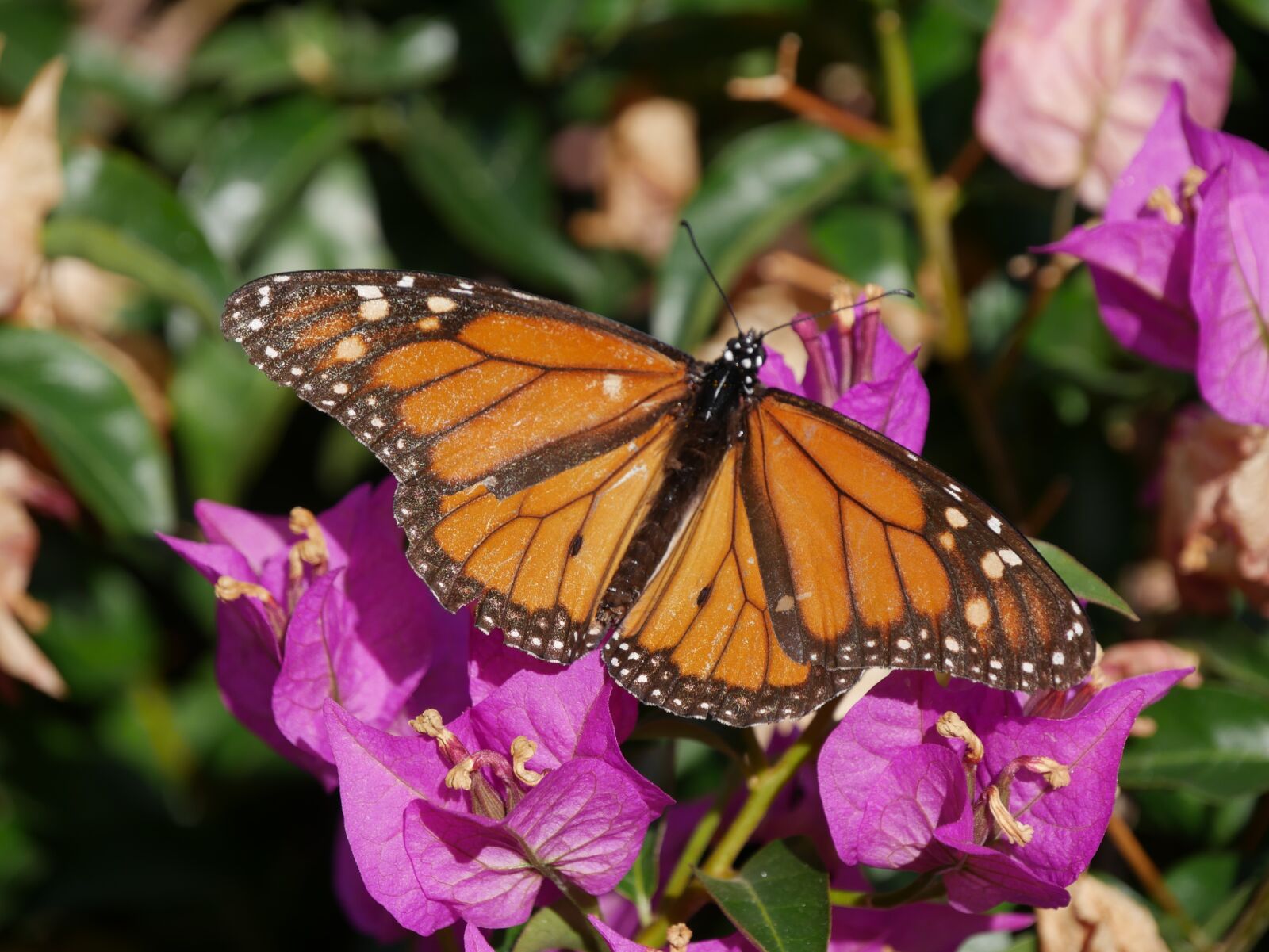 Panasonic DMC-G70 sample photo. Monarch butterfly, butterfly, insect photography