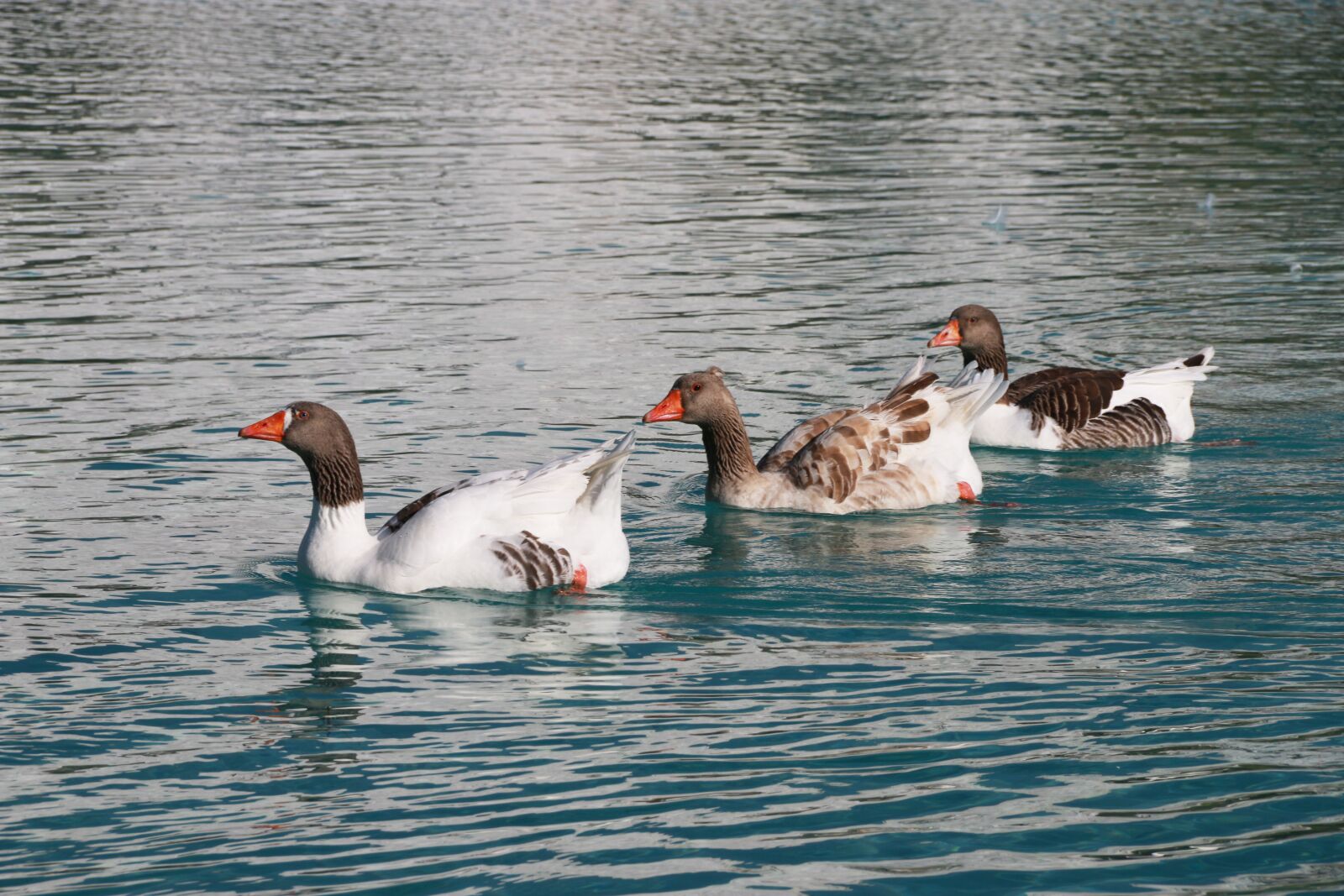 Canon EF-S 18-135mm F3.5-5.6 IS sample photo. Duck, marine, bird photography