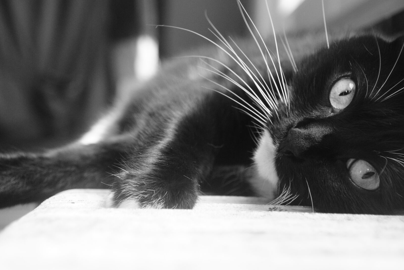 Sony SLT-A65 (SLT-A65V) + DT 18-270mm F3.5-6.3 sample photo. Cat, black, white photography