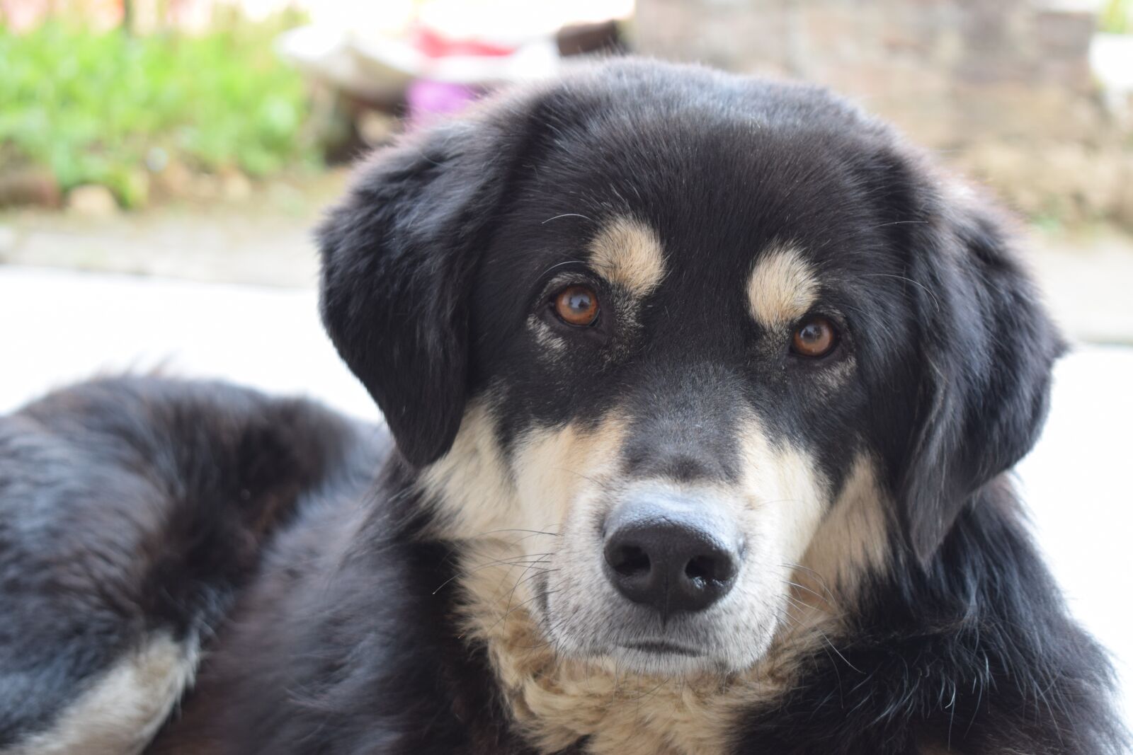 Nikon D3300 sample photo. Pet, animal, pedigree photography