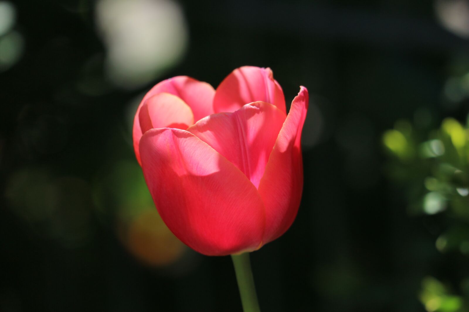 Canon EOS M10 sample photo. Flower, garden, nature photography