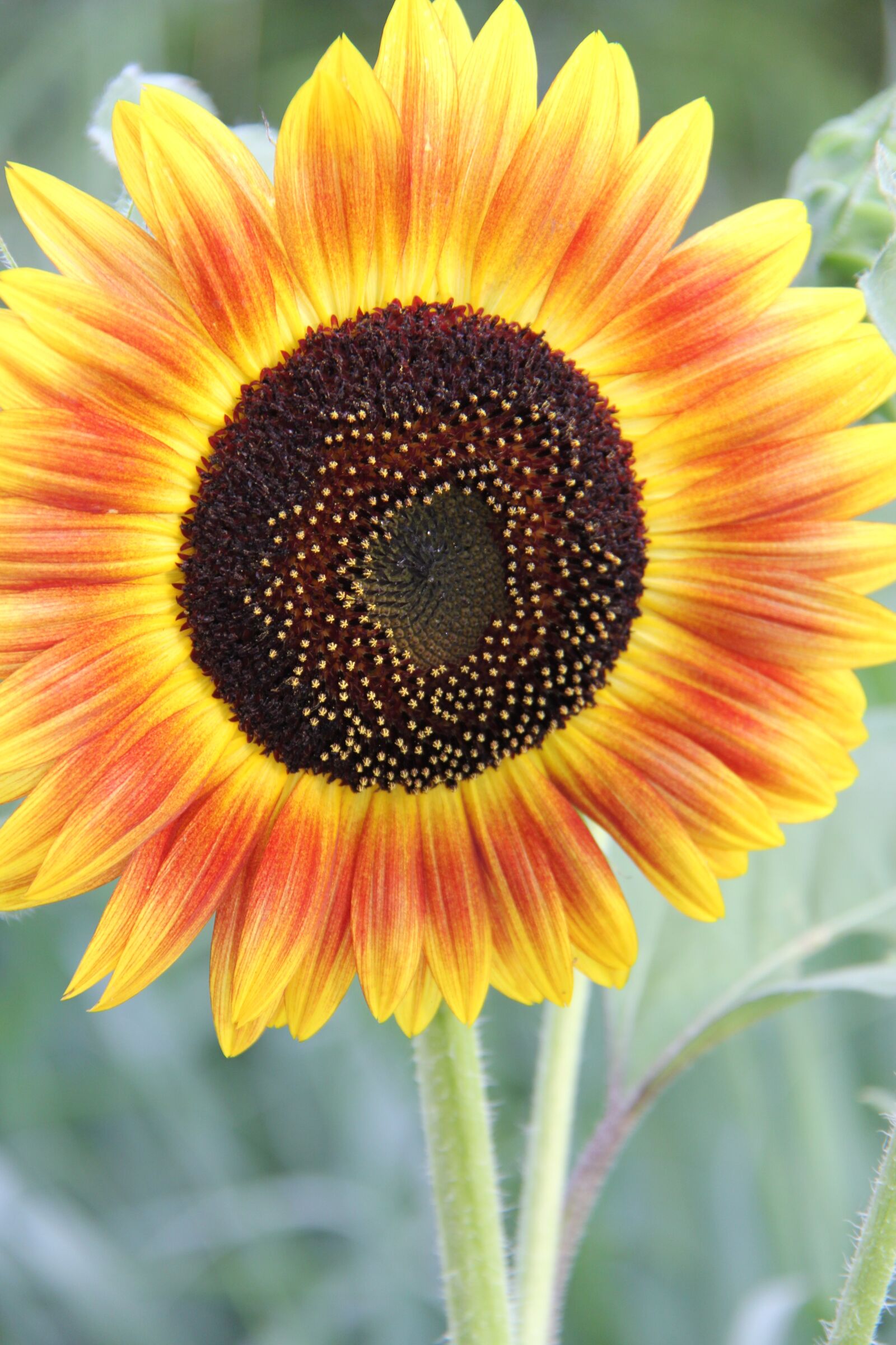 Canon EOS 60D sample photo. Sunflower, summer, garden photography