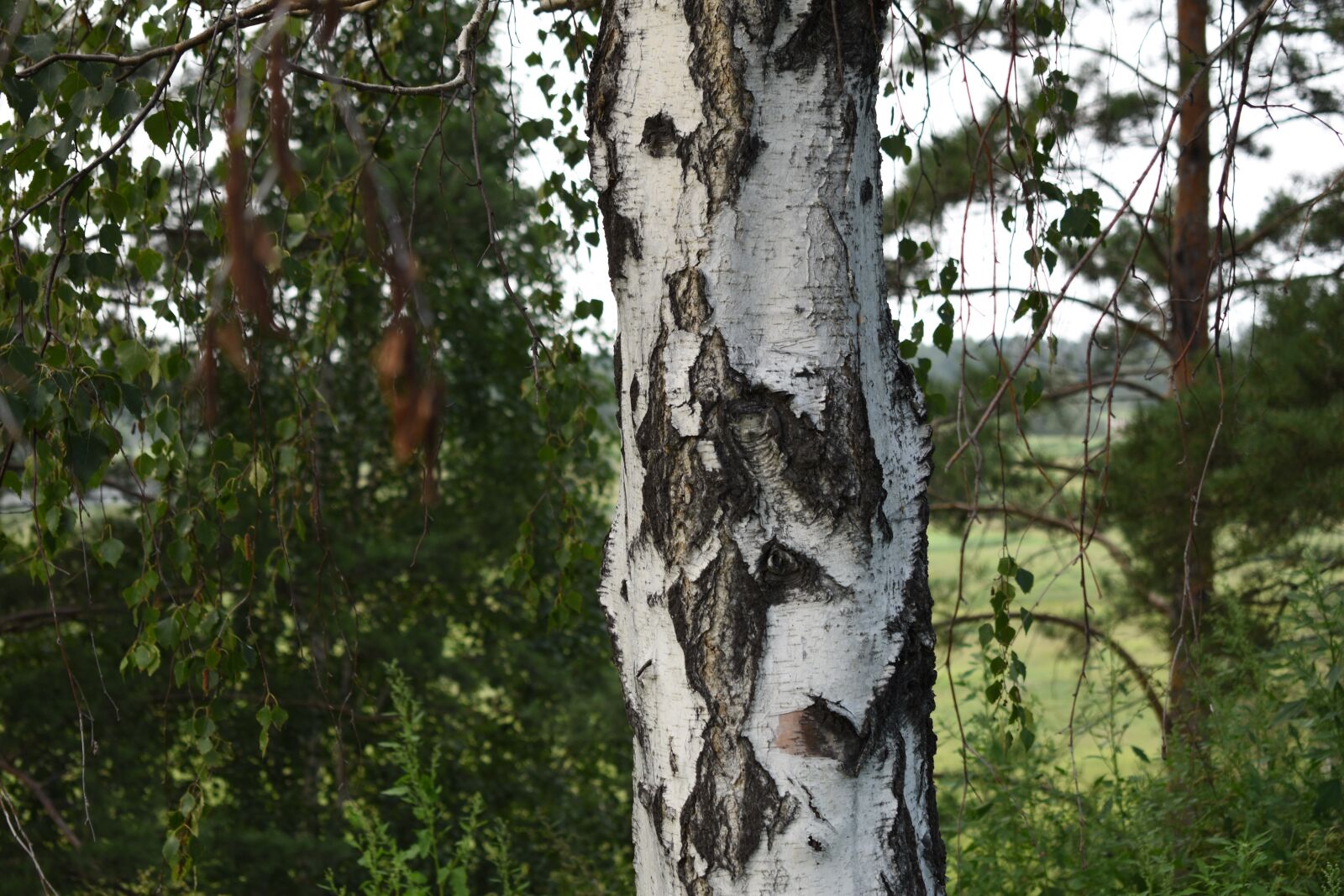 Nikon D3500 sample photo. Birch, park, green photography