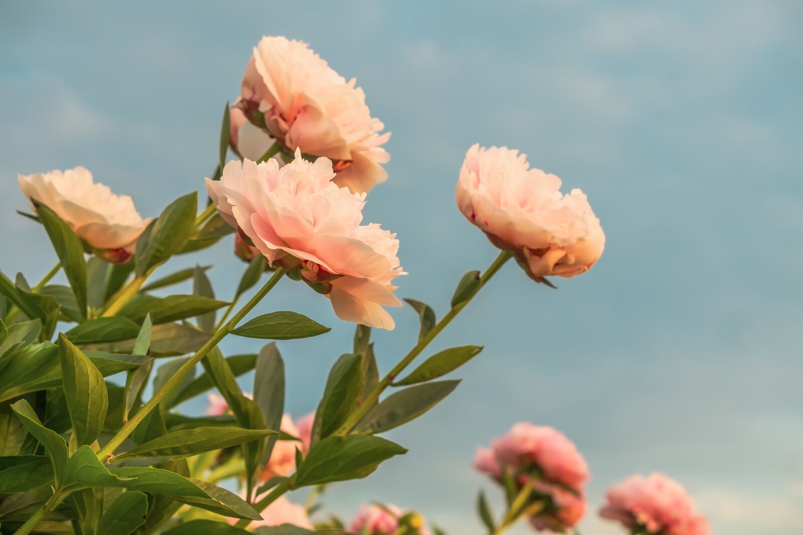 Fujifilm XF 55-200mm F3.5-4.8 R LM OIS sample photo. Peony, blossom, bloom photography
