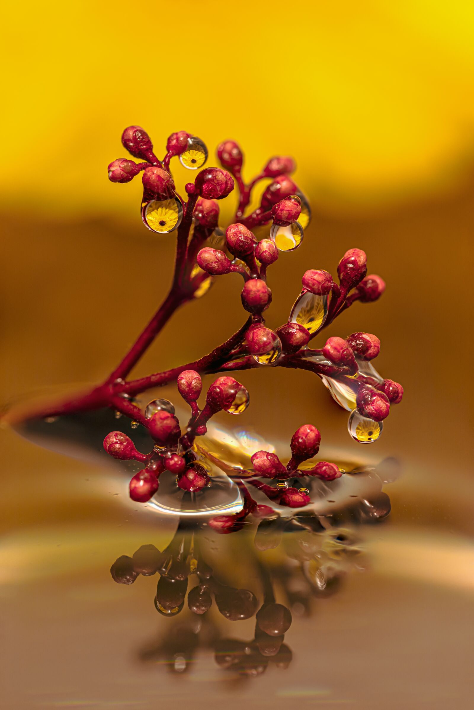 Canon EOS R sample photo. Drop of water, drip photography