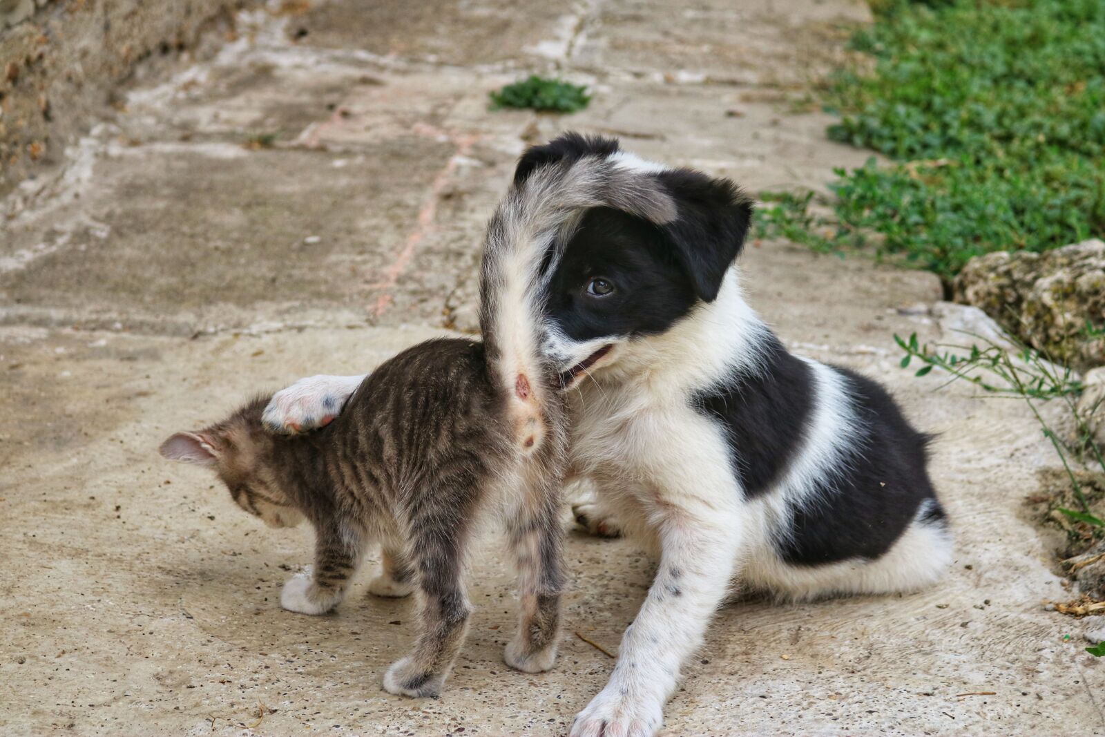 Canon EOS 750D (EOS Rebel T6i / EOS Kiss X8i) sample photo. Dog, cat, game photography