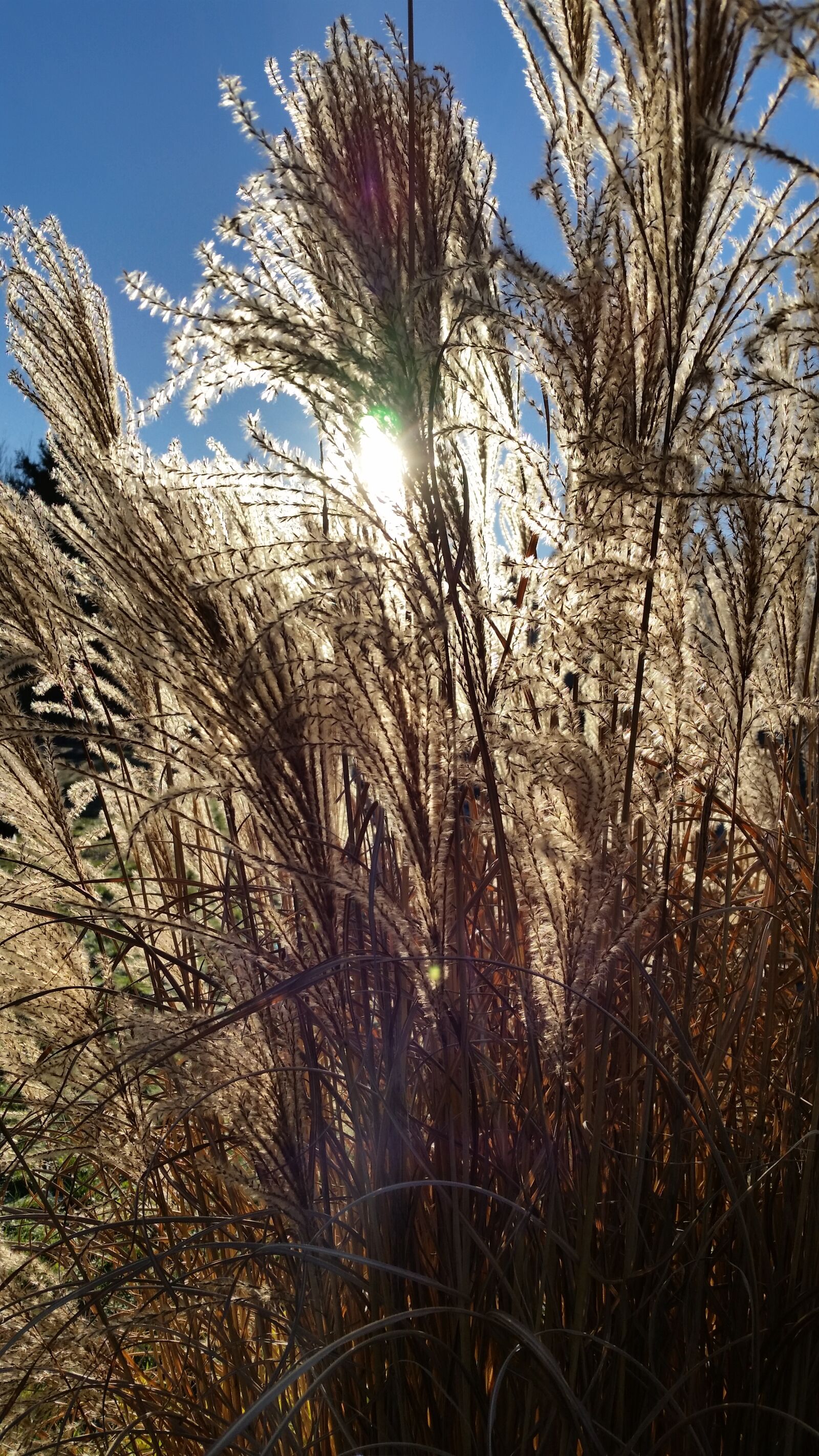 Samsung Galaxy S5 sample photo. Grass, nature, sunlight photography