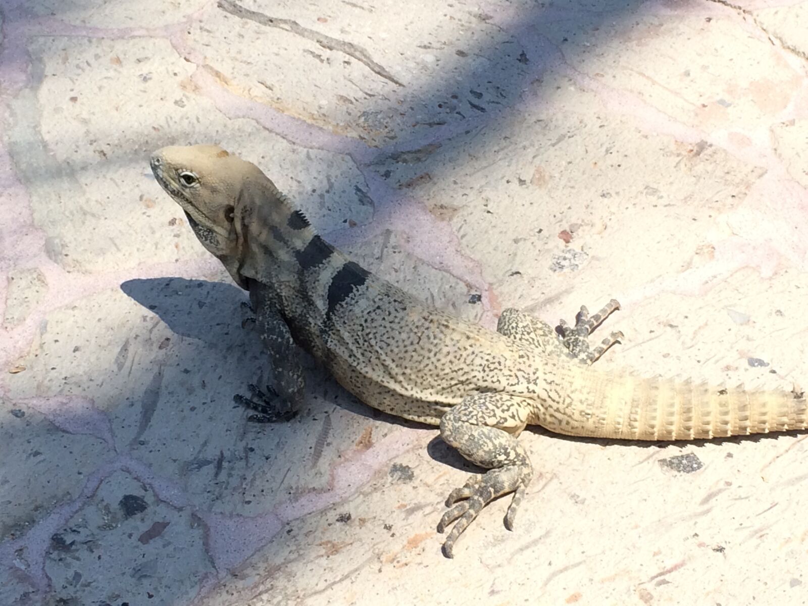 iPhone 5s back camera 4.12mm f/2.2 sample photo. Iguana, nature, reptile photography